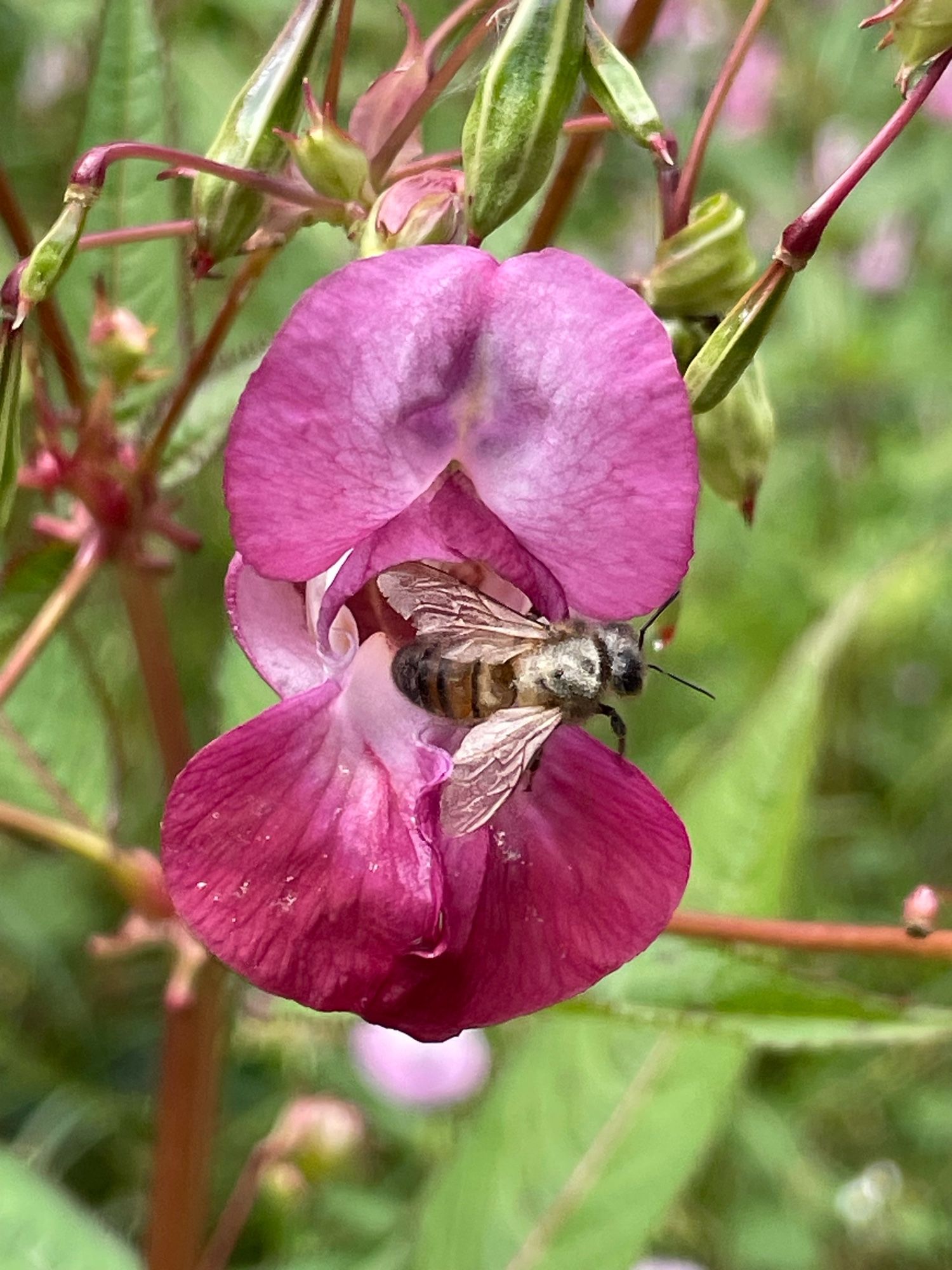 Honingbij kruipt uit roze bloem van reuzenbalsemien