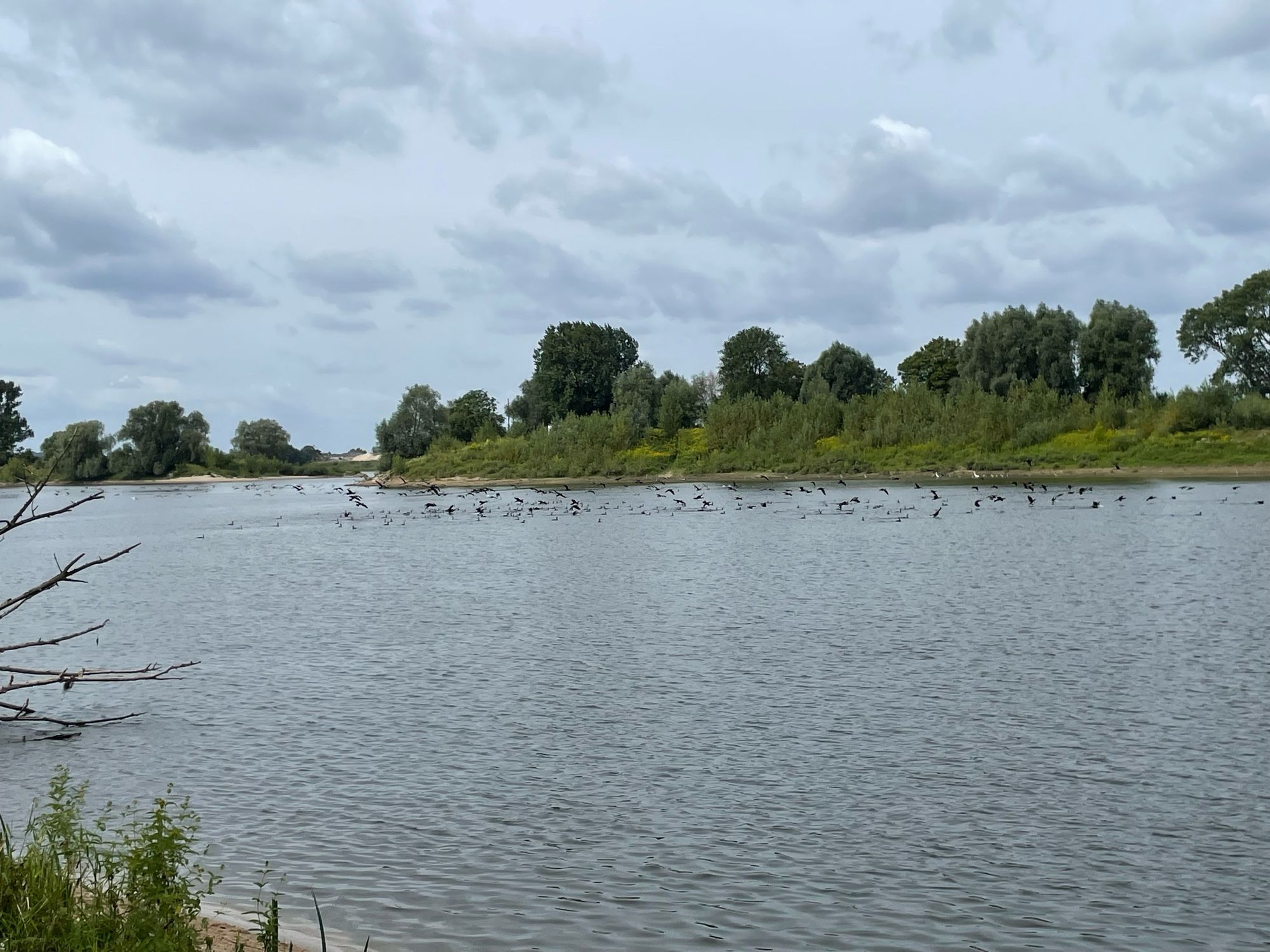 Een heleboel aalscholvers op het water in natuurgebied