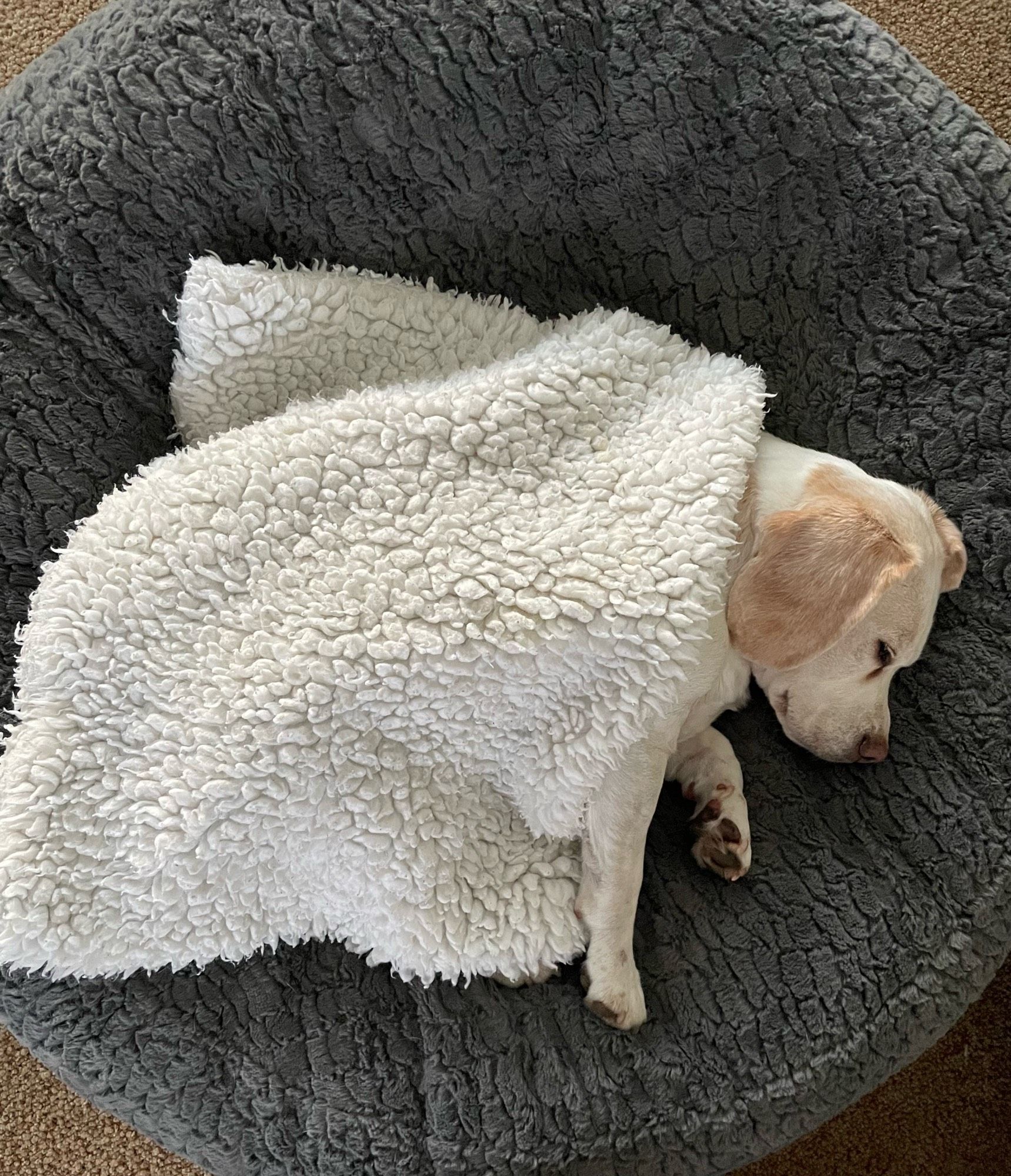 Joey de wit met bruine beagle ligt op zijn zij in zijn grijze mand. Hij ligt lekker warm ondergestopt onder een wit wollig dekentje. Zijn voorpoten en kop steken er onderuit. 