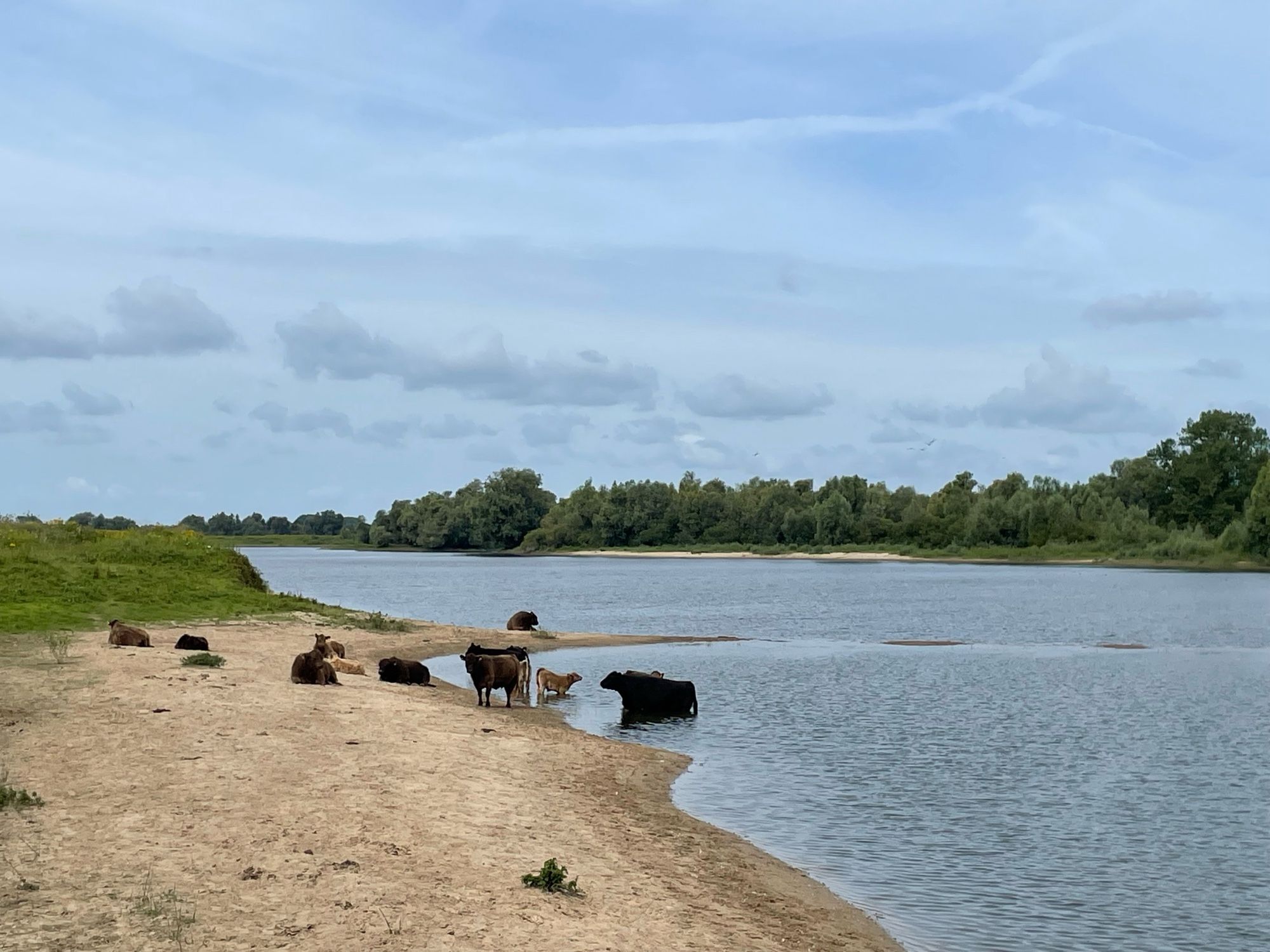 Groep Galloway runderen in natuurgebied. Een aantal liggen op het zand en een aantal staan in het water. Er zijn ook wat kleintjes bij, dus we bleven op flinke afstand en namen een andere route met Joey. Aan de overkant van het water veel bomen.