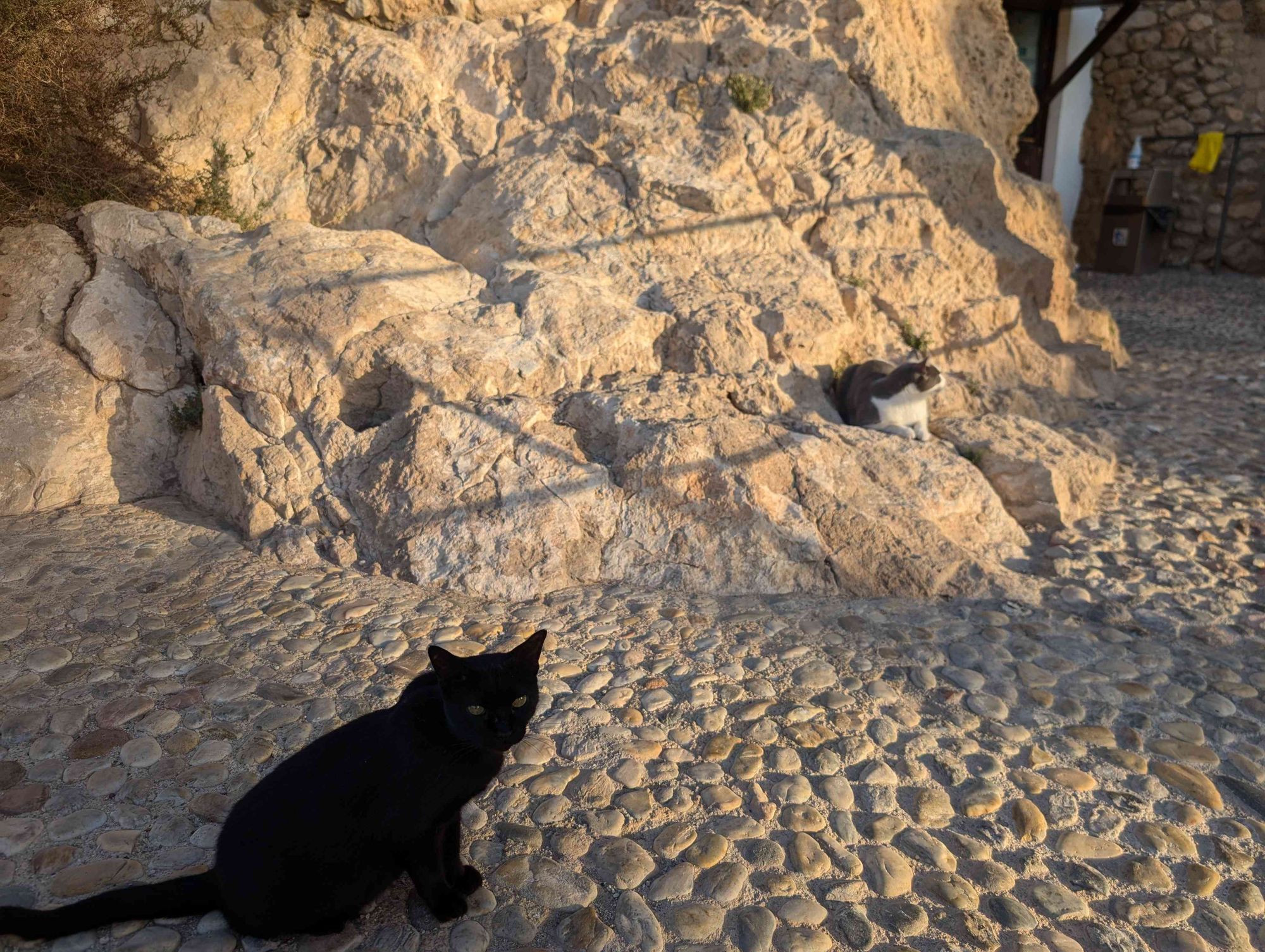 Two cats wait in the morning shade by the entrance to the Alcazaba