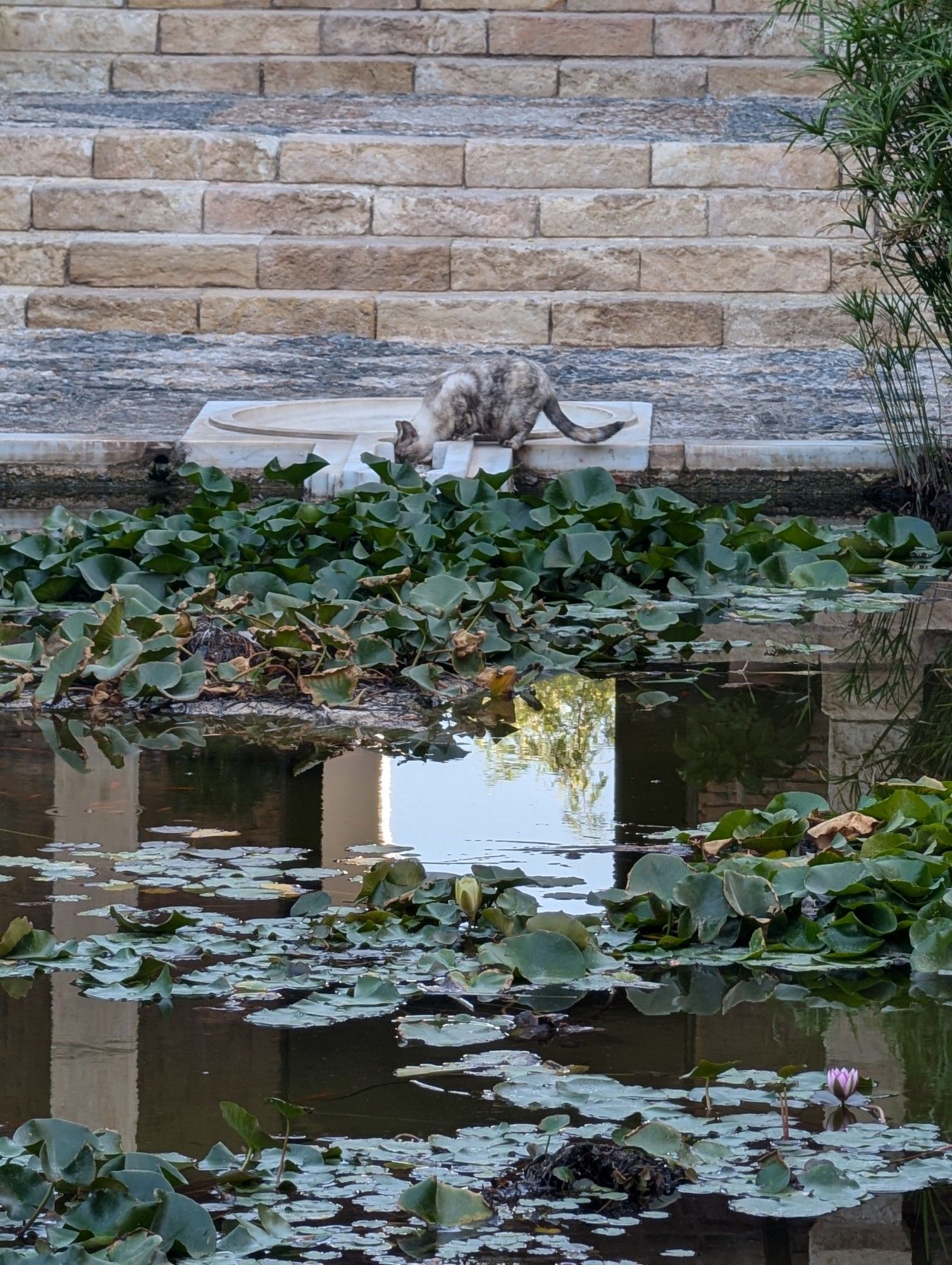 A cat drinks from the pool in the central courtyard of the Alcazaba