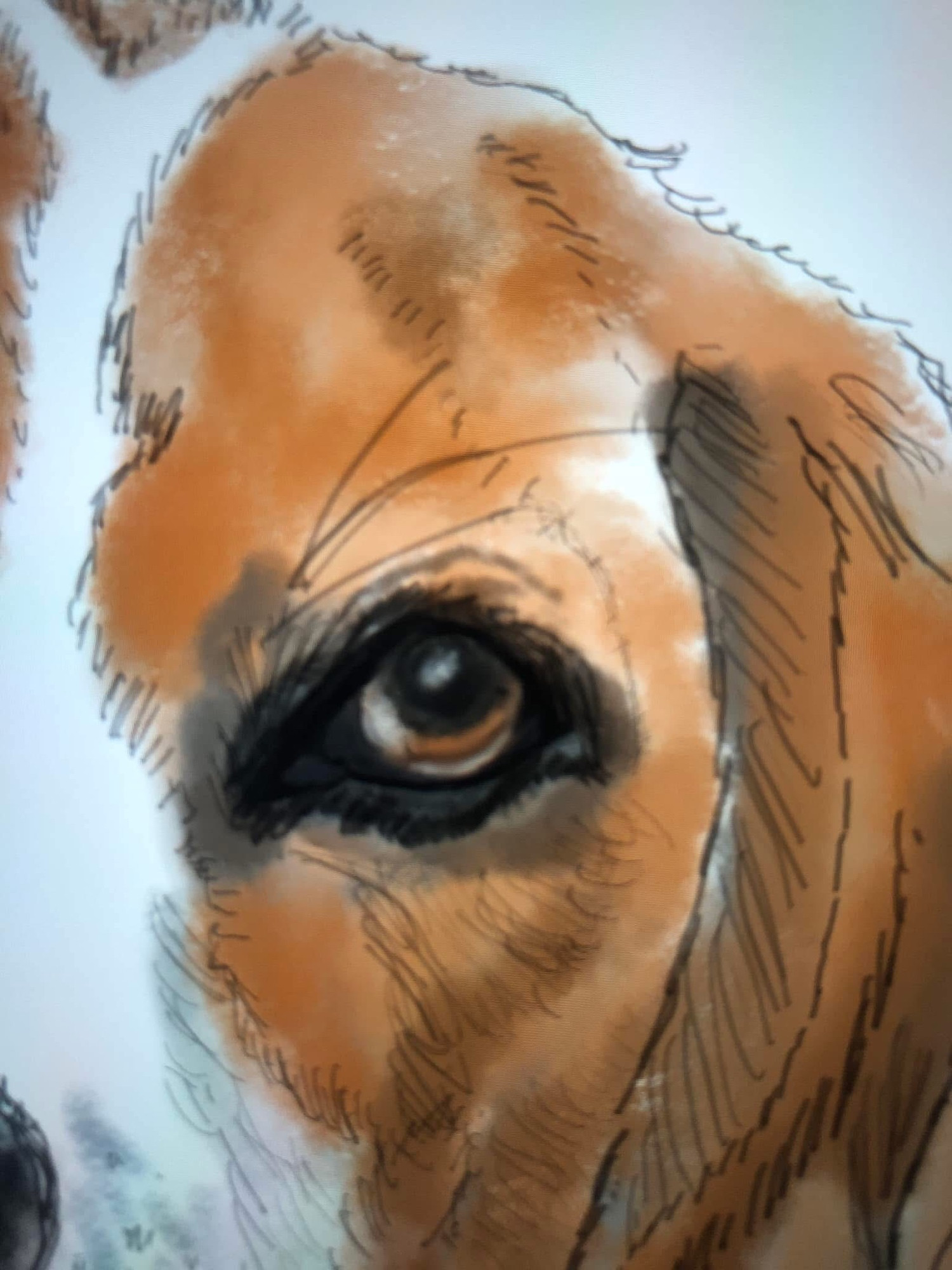 Sketch of beagles face close up looking directly at me. Only part of face shown
