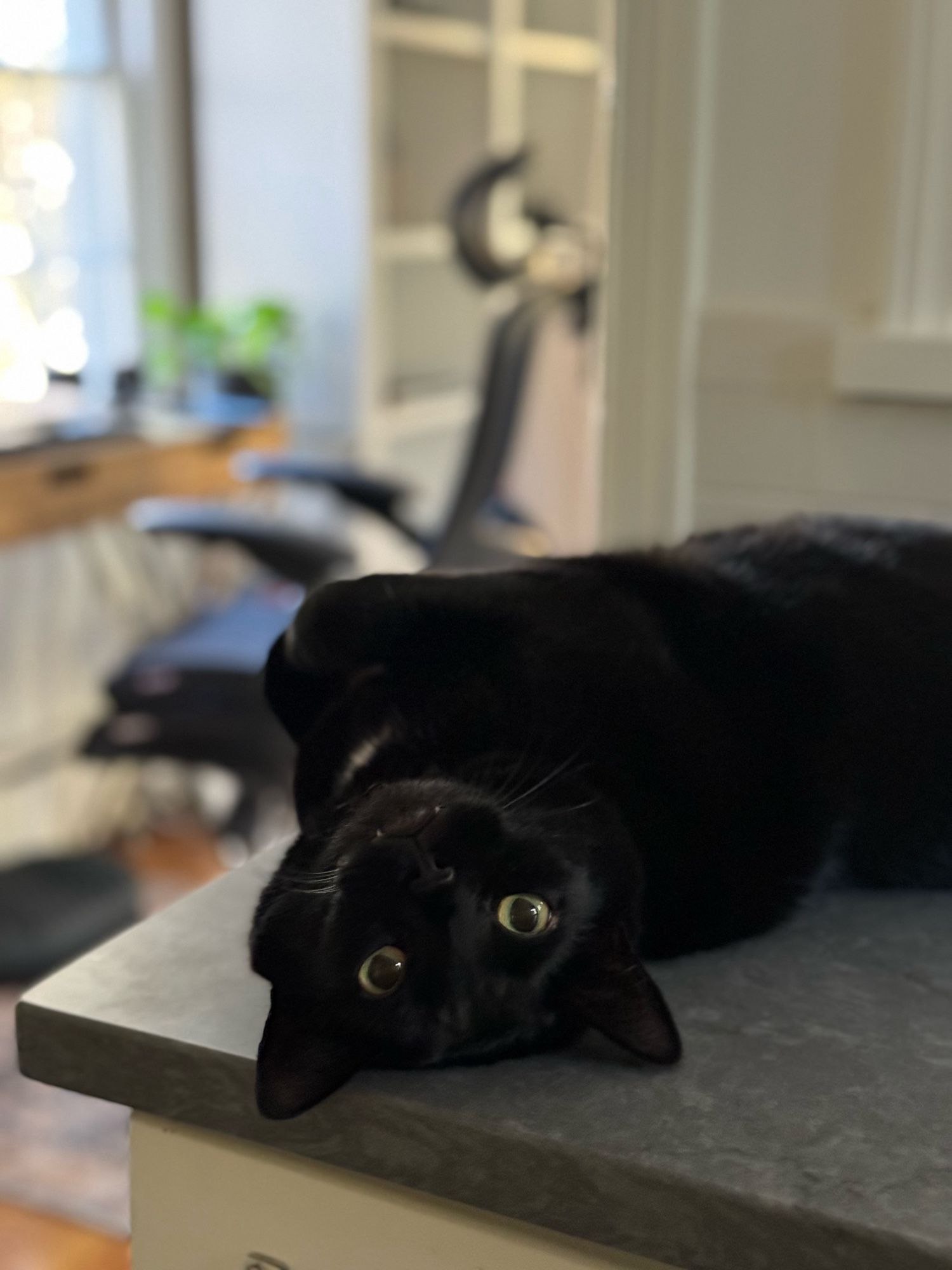 Stella the black cat