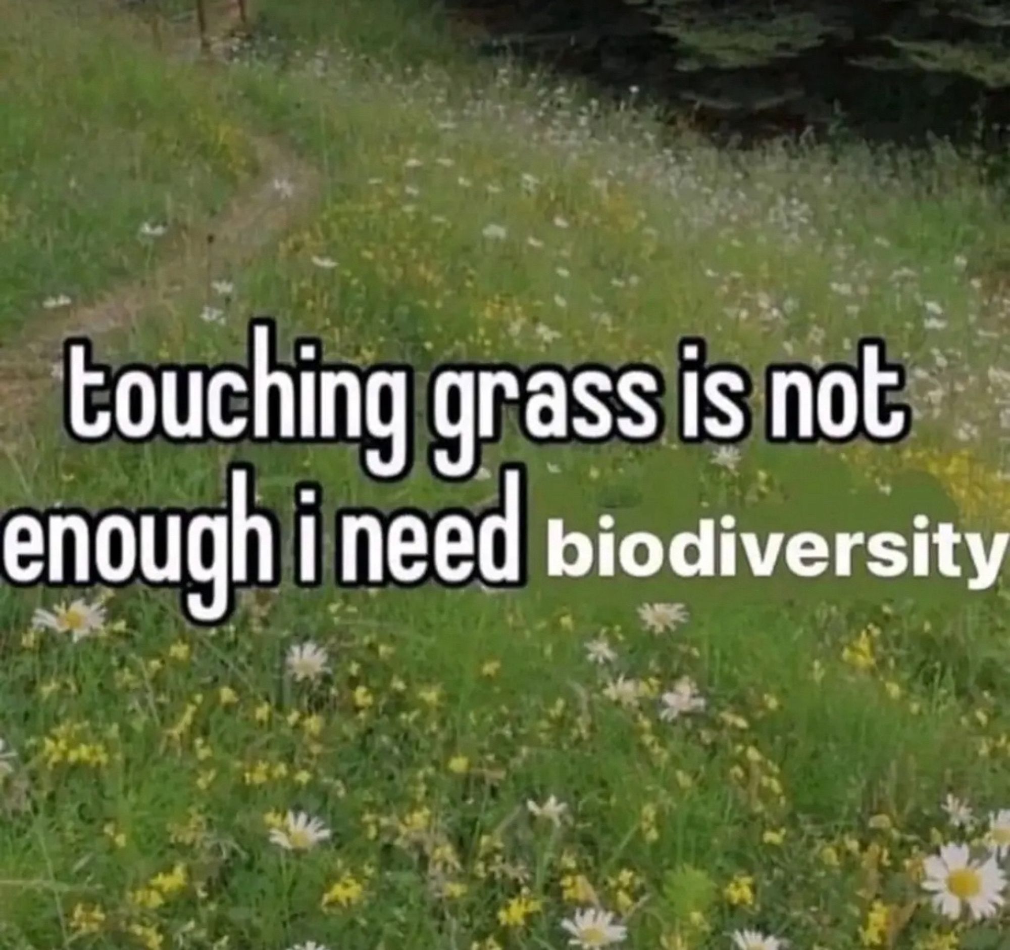 A photo of a trail and a field of wild flowers, with a text saying “Touching Grass is Not Enough I Need Biodiversity” 