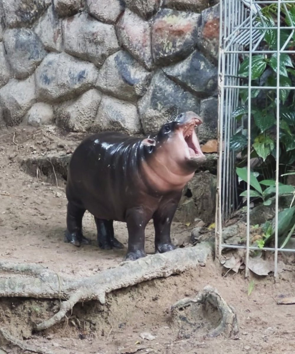 An image of beloved pygmy hippo calf, Moo Deng, bellowing mightily and perfectly on-key