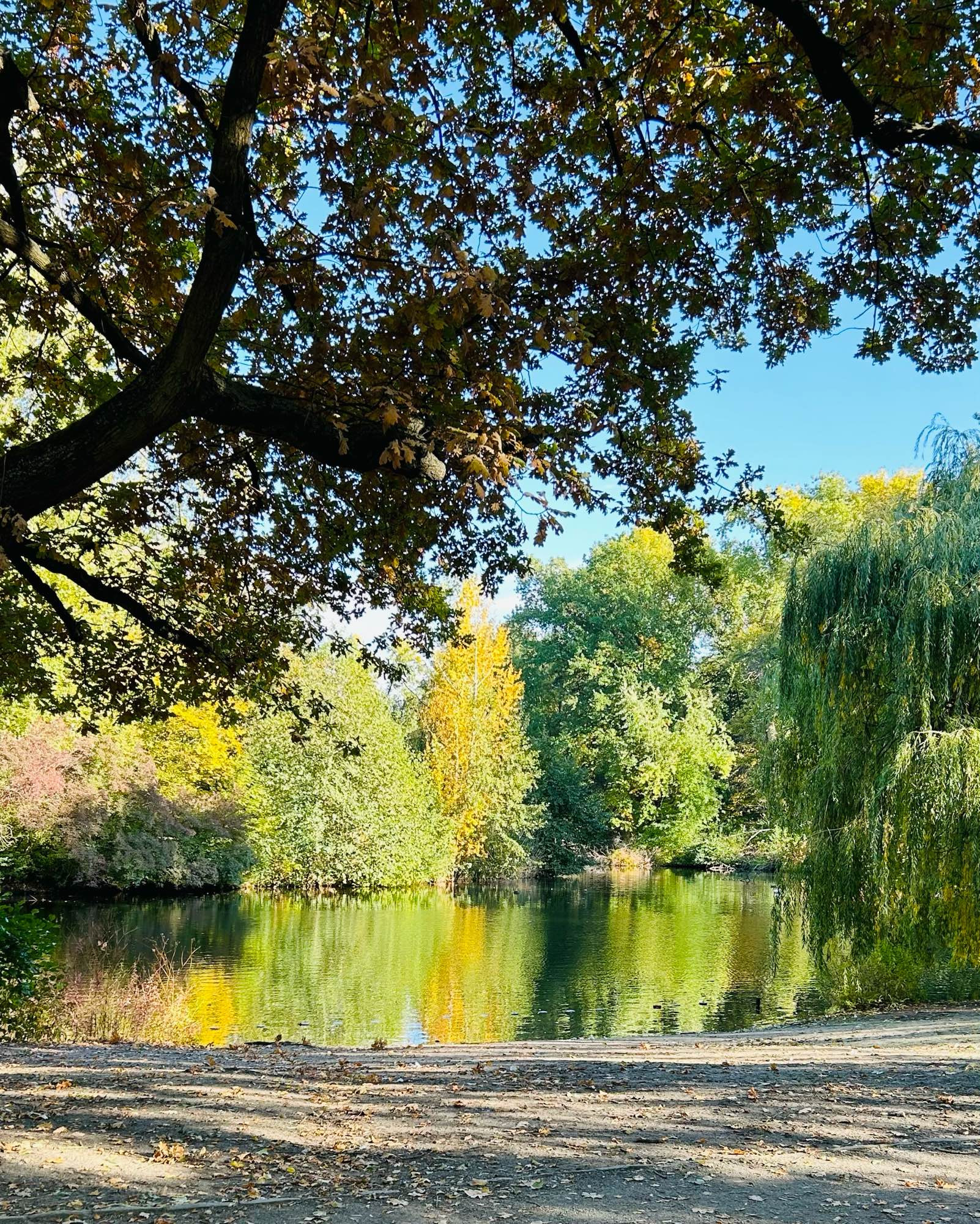 Foto: ein See umringt von Herbstbäumen, es ist ein strahlend blauer Himmel