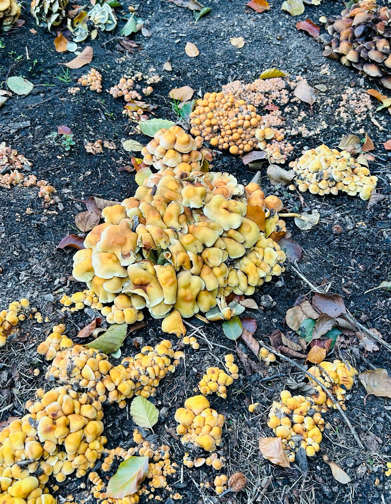 Foto: gelbe Pilze am Boden, es sind grünblättrige Schwefelköpfe