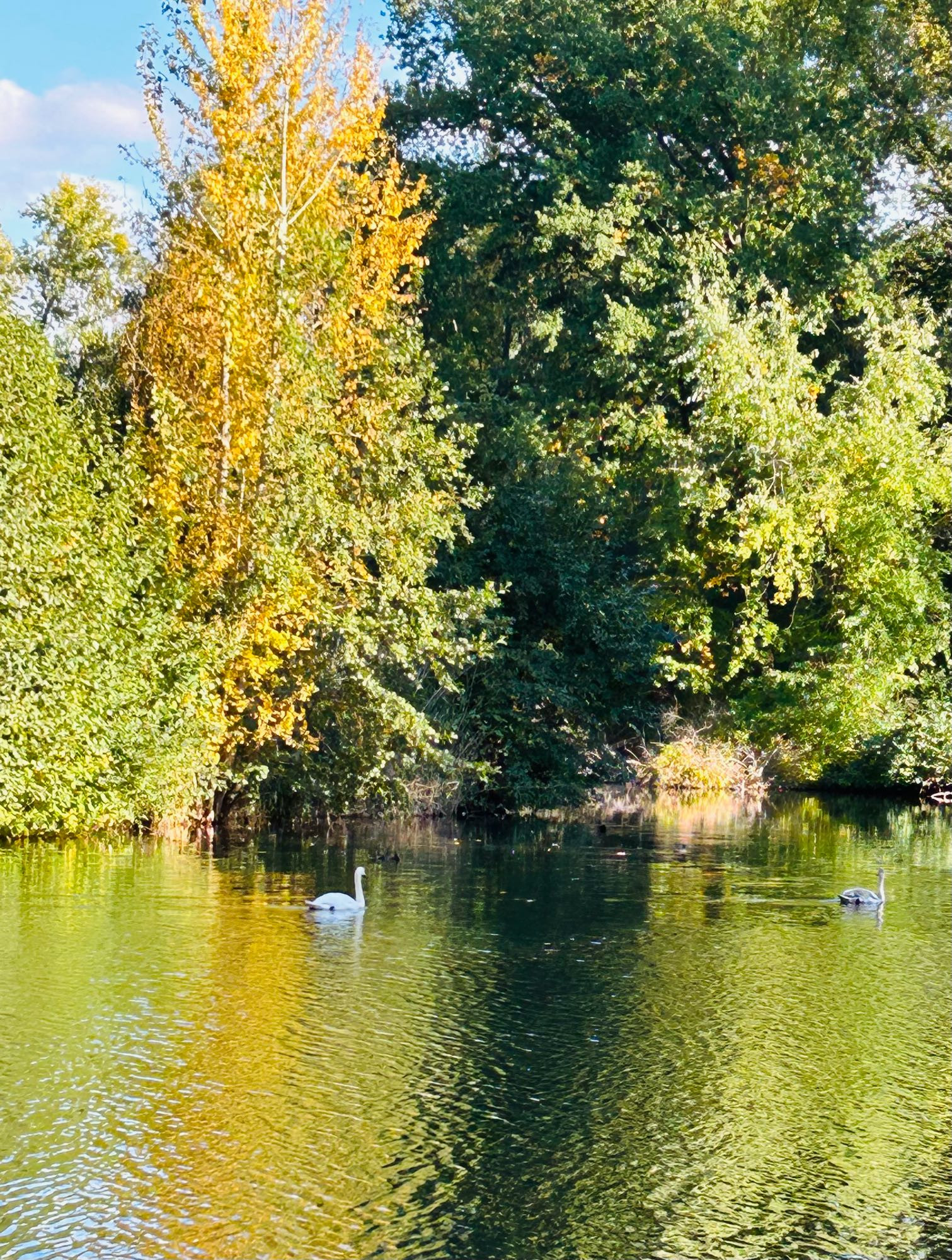 Foto: Bäume im Herbstlaub und strahlend blauer Himmel. Die Bäume und der Himmel spiegeln sich im Wasser. Schwäne schwimmen darauf.