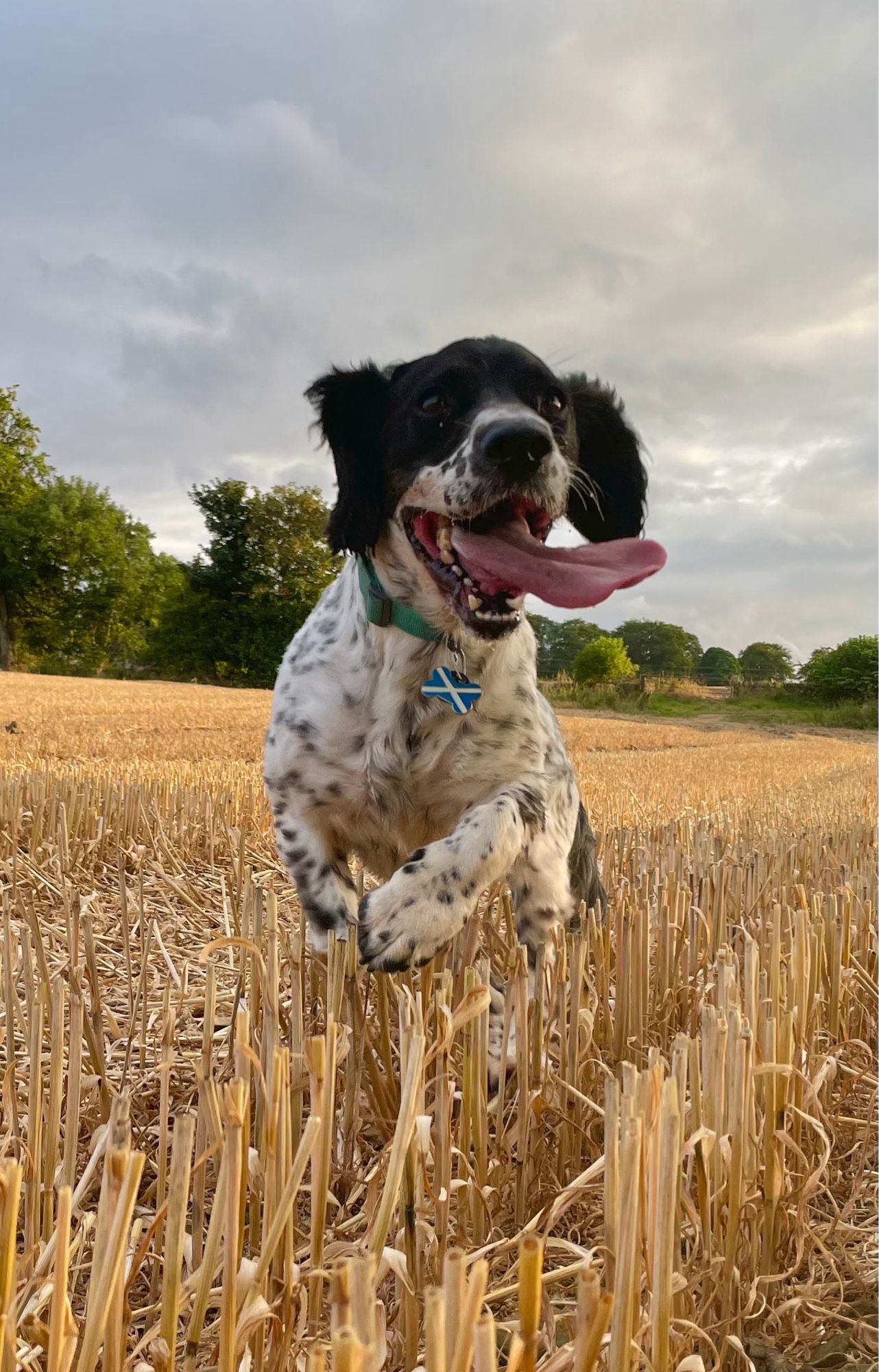 A Sprocker Spaniel in a harvested field leaping towards the camera.