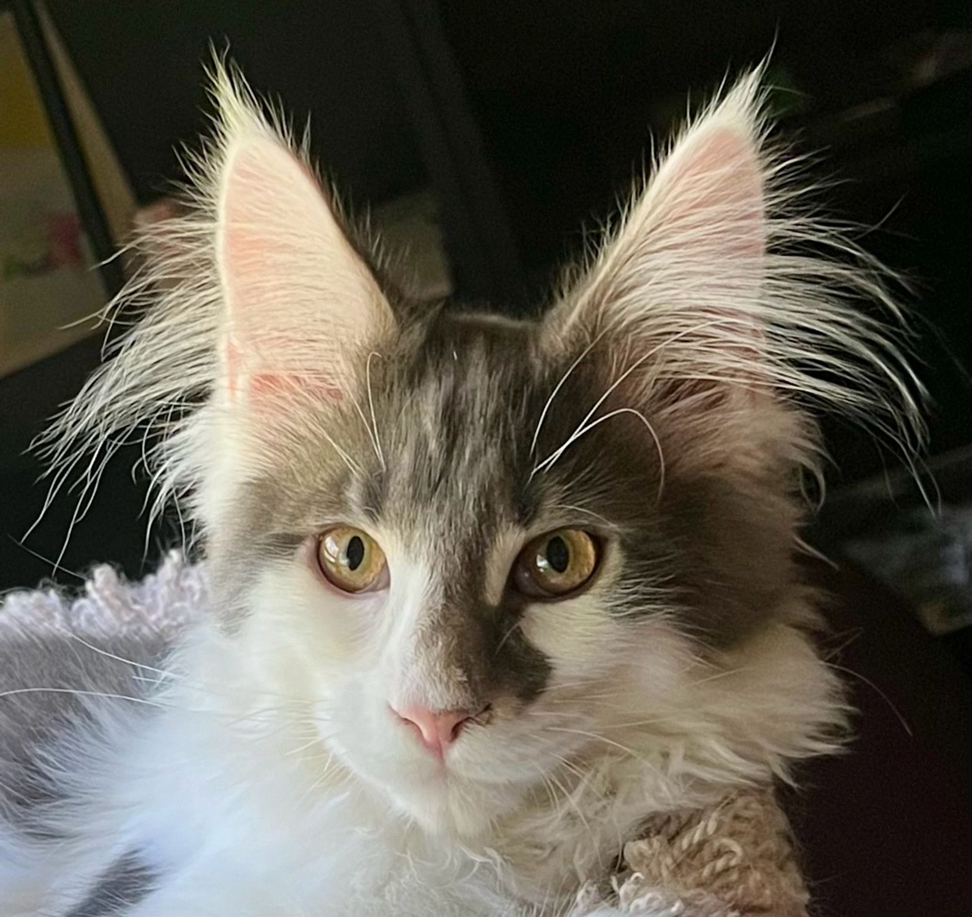 Gray and white cat with a great deal of hair coming out of his ears.