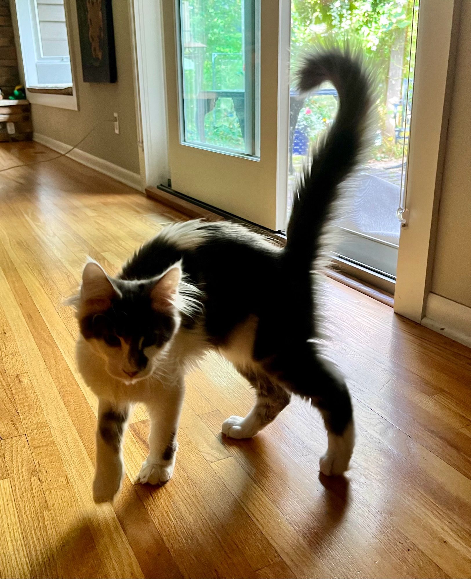 Larry the lemur cat. He has a very long tail.