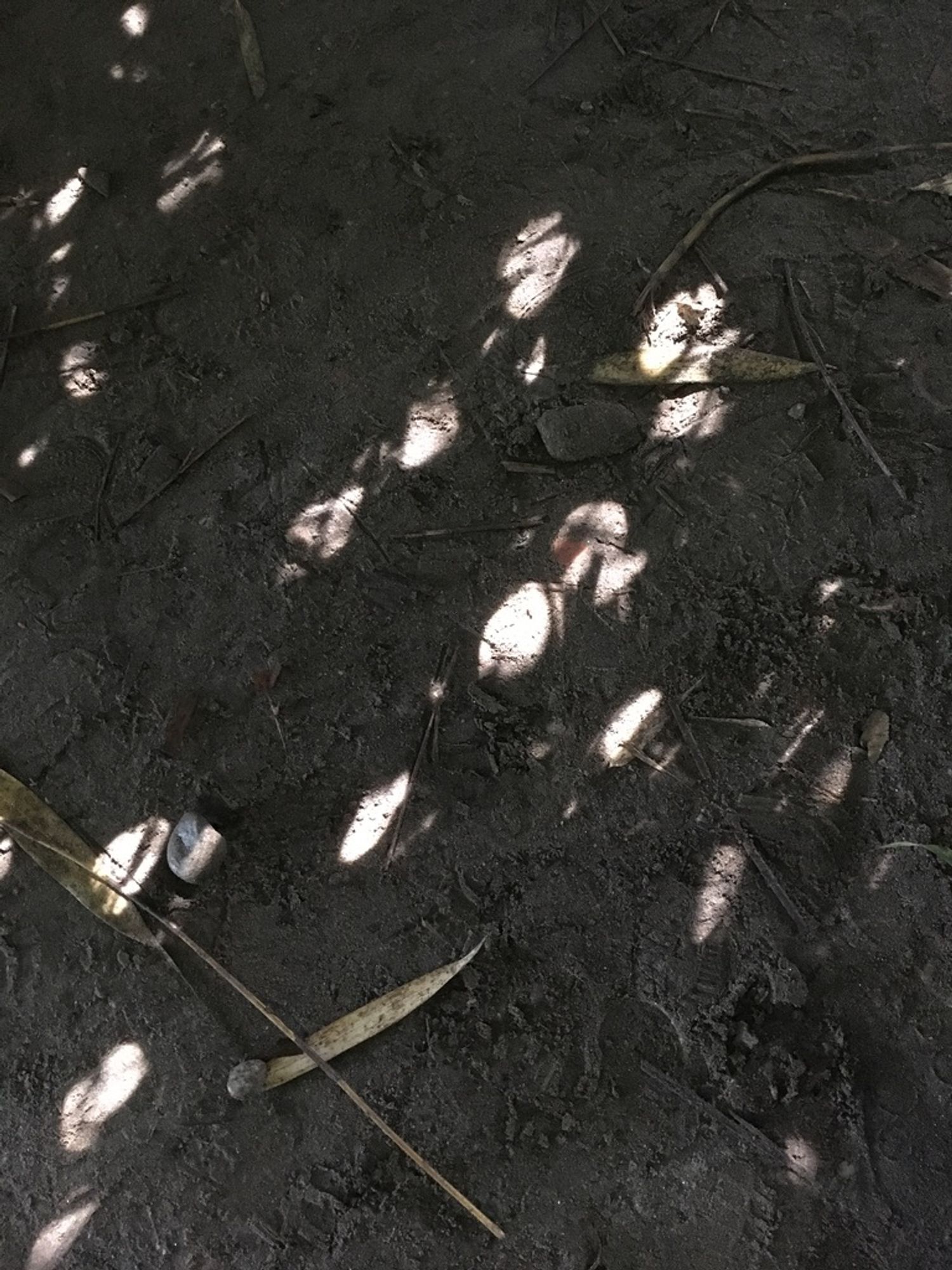 Dunkelgrauer Sandboden, einige lange, schmale Bambusblätter und helle Flecken durch einfallendes Sonnenlicht.