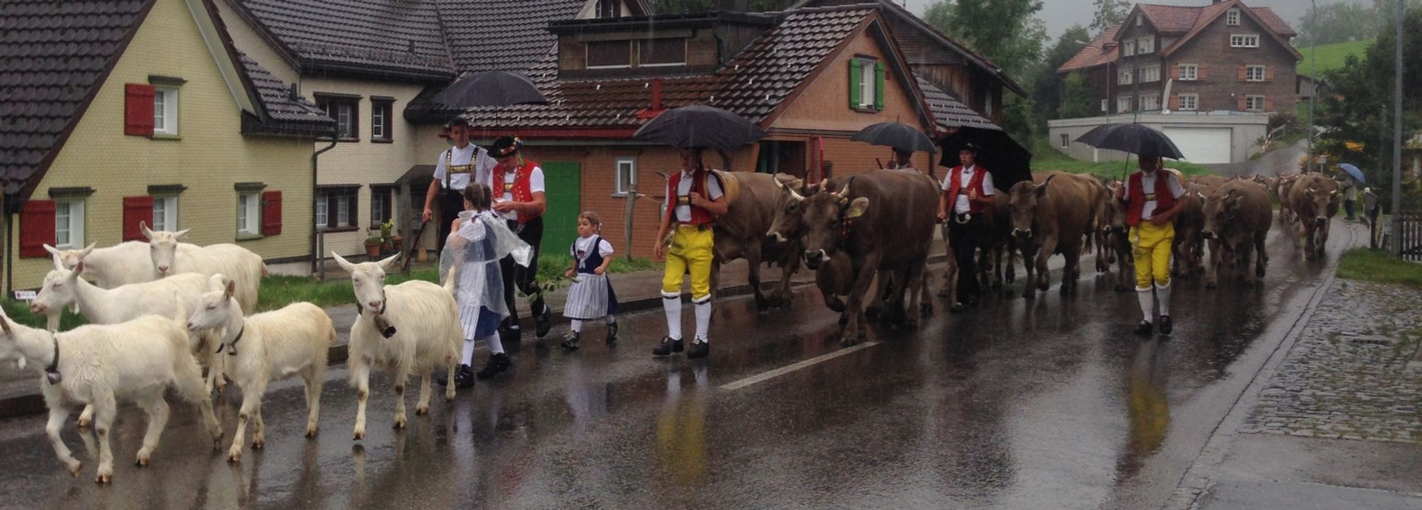 Sennen mit gelben oder braunen Hosen, roten Gilets und Regenschirm vor einer Kuhherde; davor zwei kleine Mädchen in der Kindertracht, die dafür verantwortlich sind, eine Schar weisser Ziegen zu beaufsichtigen.