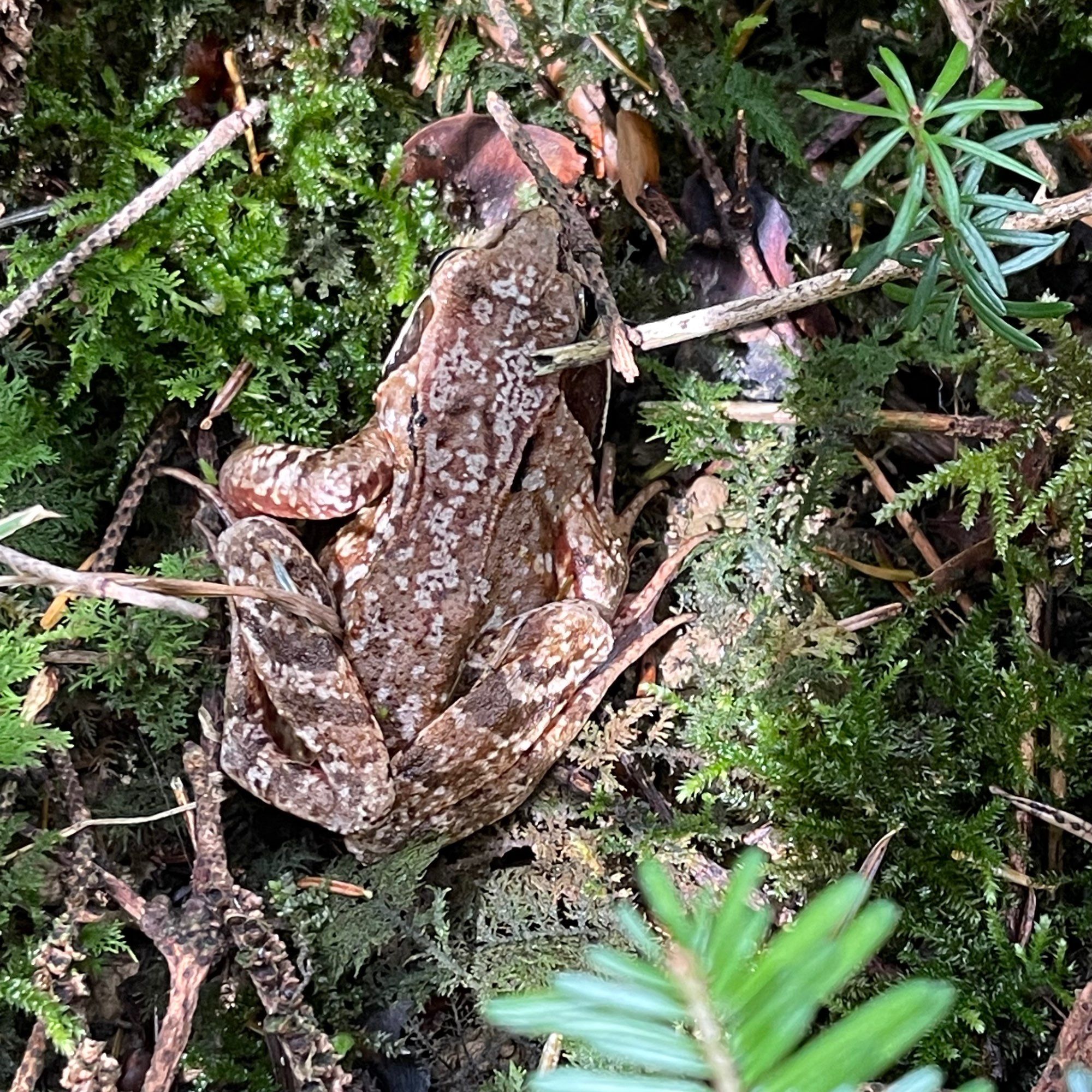 Moosiger Waldboden, ein paar Pflanzen und vertrocknete Zweiglein – und ein Frosch, der sich perfekt als mit Flechten bewachsenes Holzstück verkleidet.