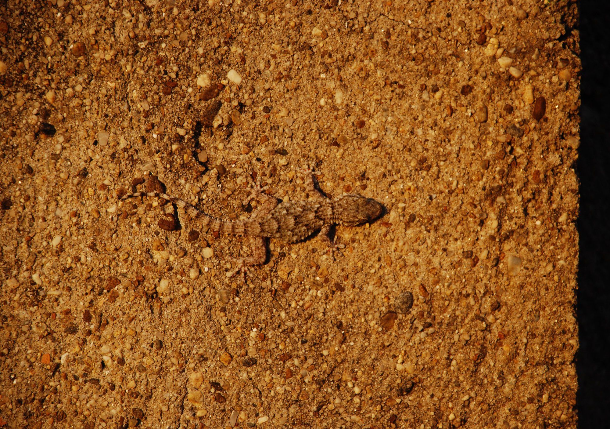 An einer Wand mit grobem, rohem Verputz aus sandigem Mörtel sitzt ein Gecko, der genau diesen Untergrund imitiert.