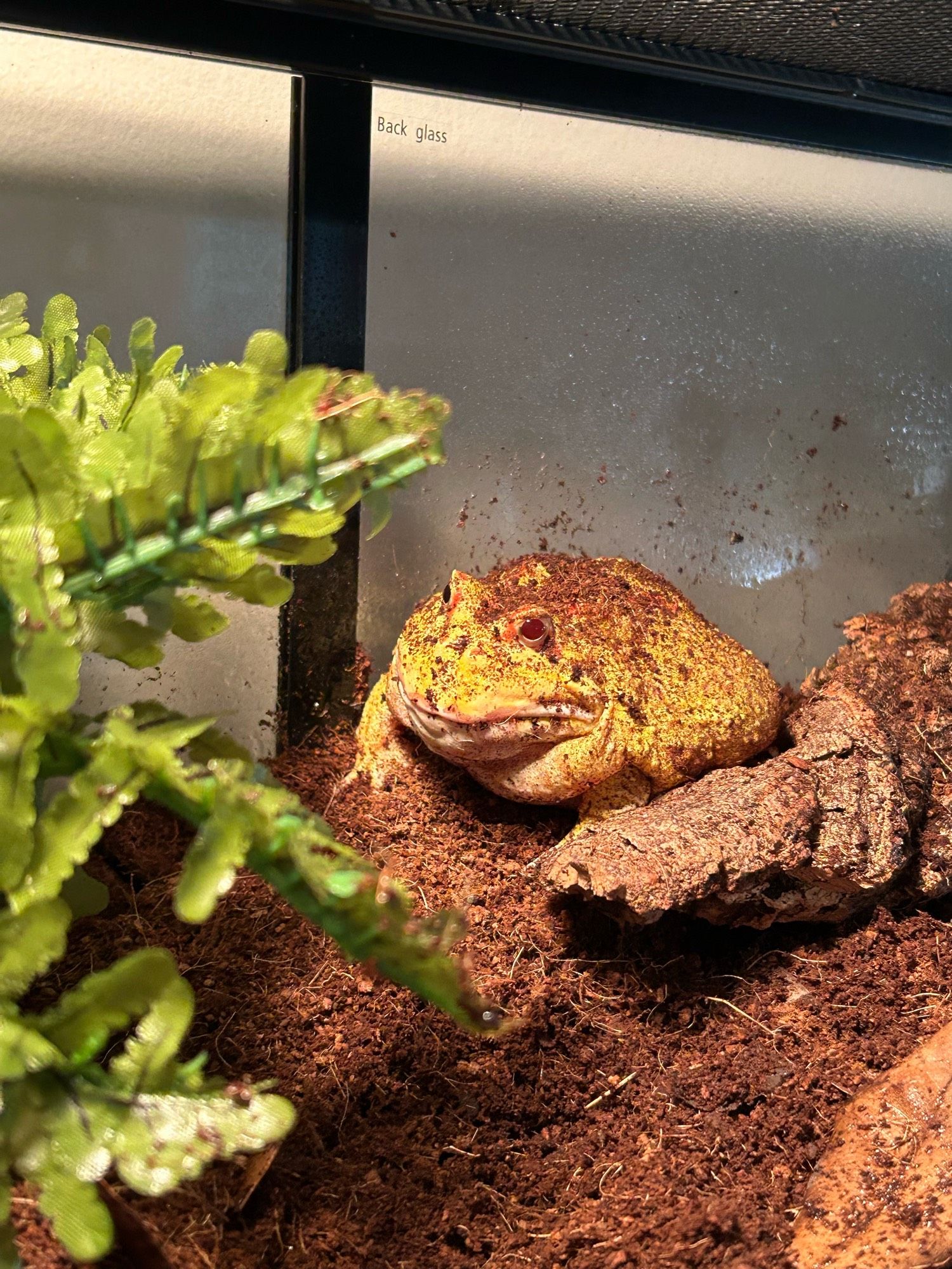 Football the yellow pacman frog sitting in his tank on some dirt next to a fake plant