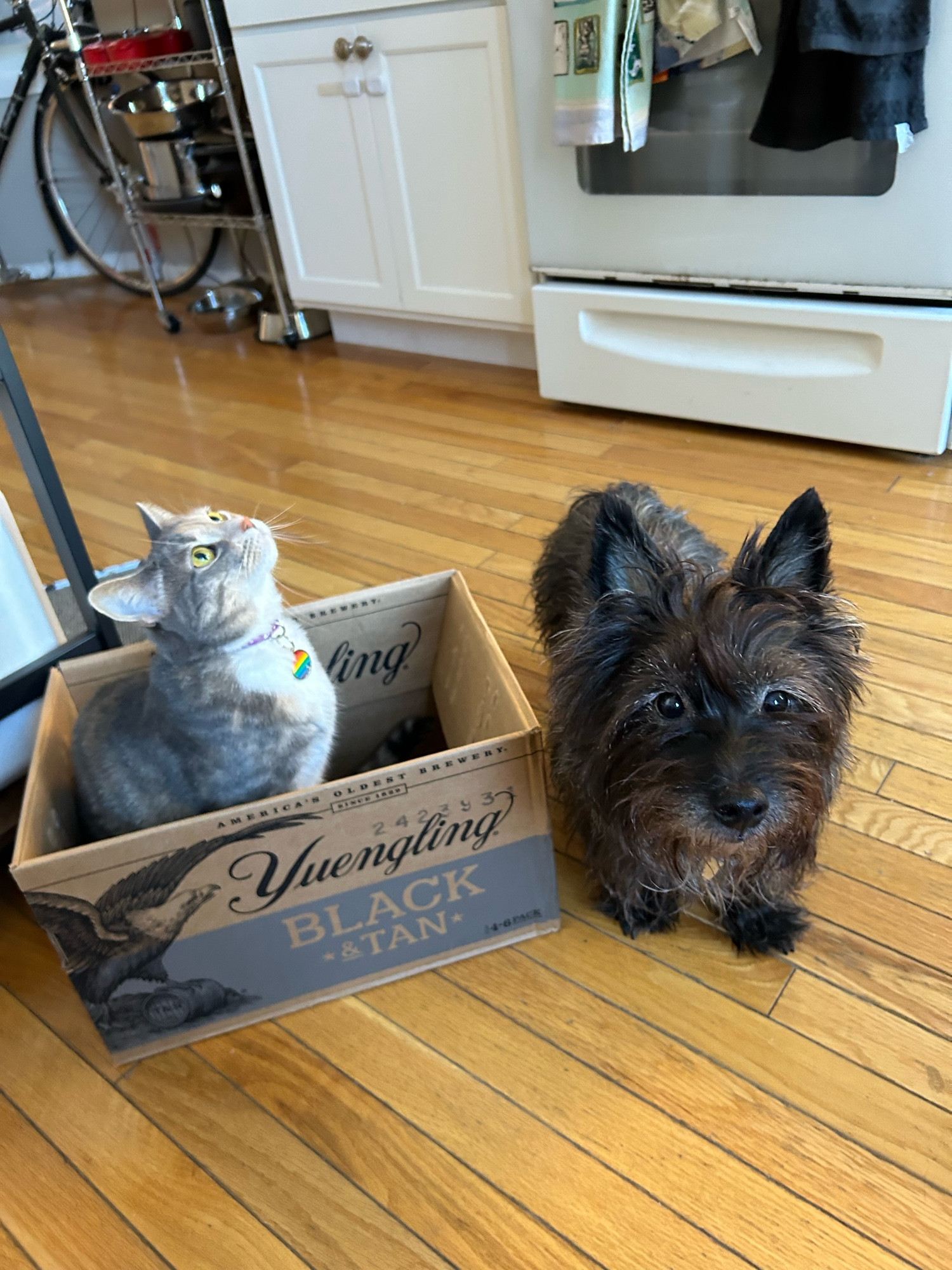 super mario the orange and gray torbie cat sitting in a box next to thistle the gray cairn terrier. thistle is looking at the camera while super mario looks at the ceiling