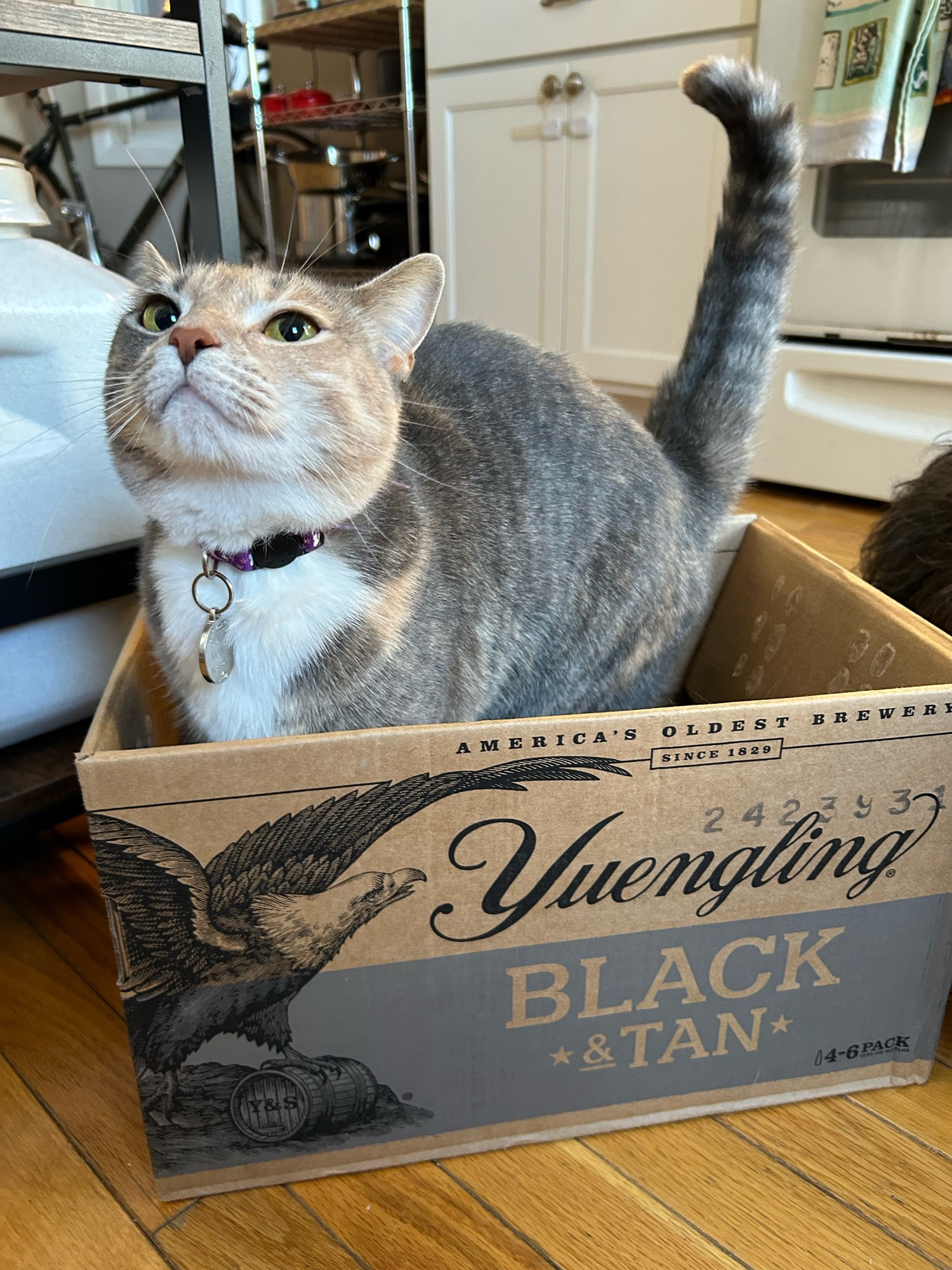 super mario the orange and gray torbie cat standing in a cardboard box looking silly