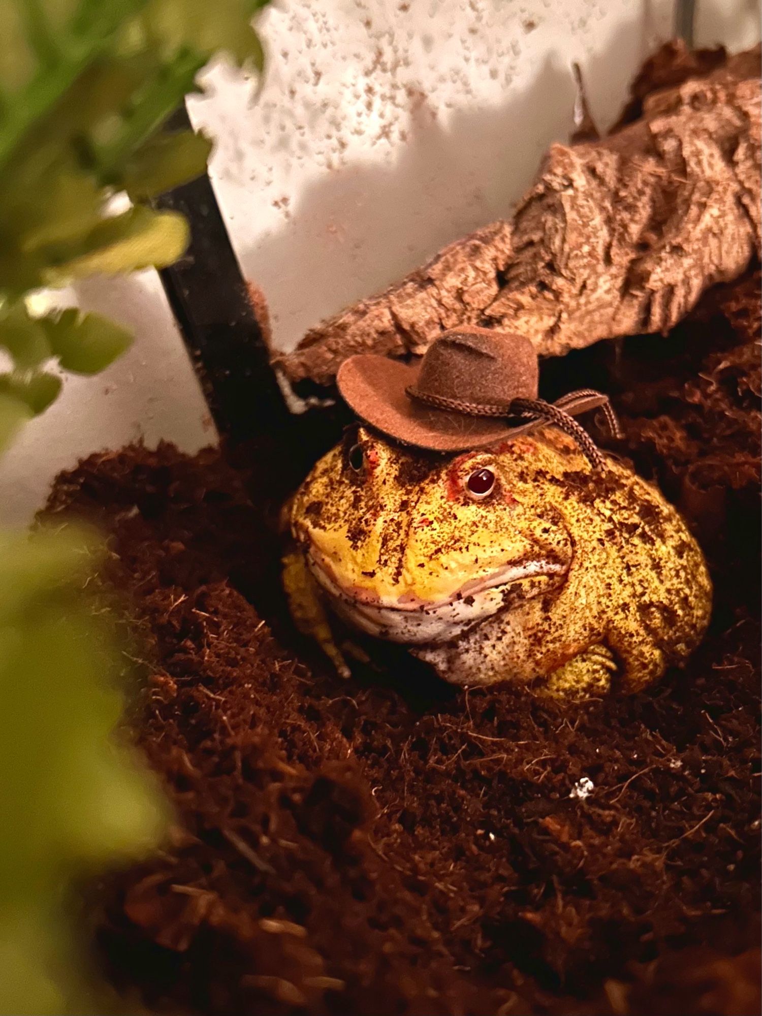 football the yellow pacman frog with a little mini cowboy hat on his head