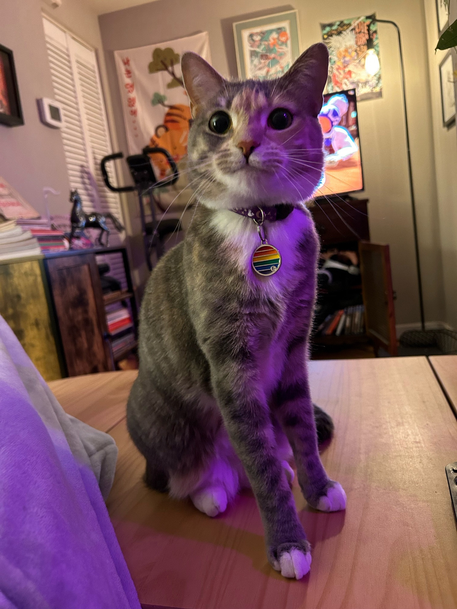 super mario the cat sitting on a coffee table making a silly face