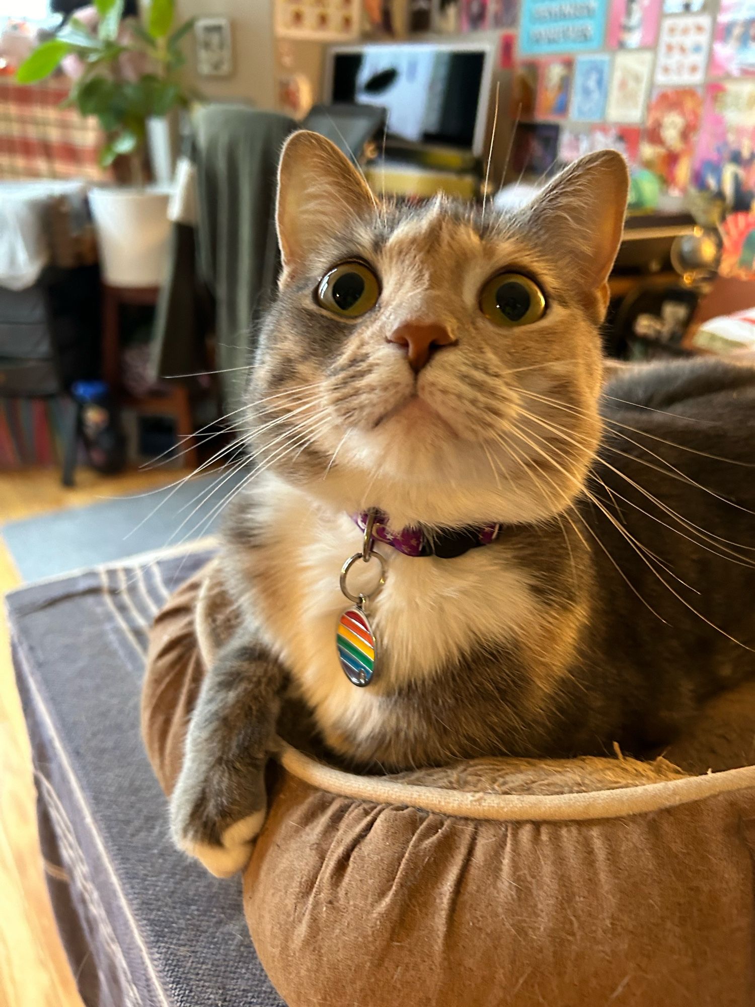 super mario the orange and gray and white torbie cat sitting in her cat bed and looking at the camera with her BIG eyes