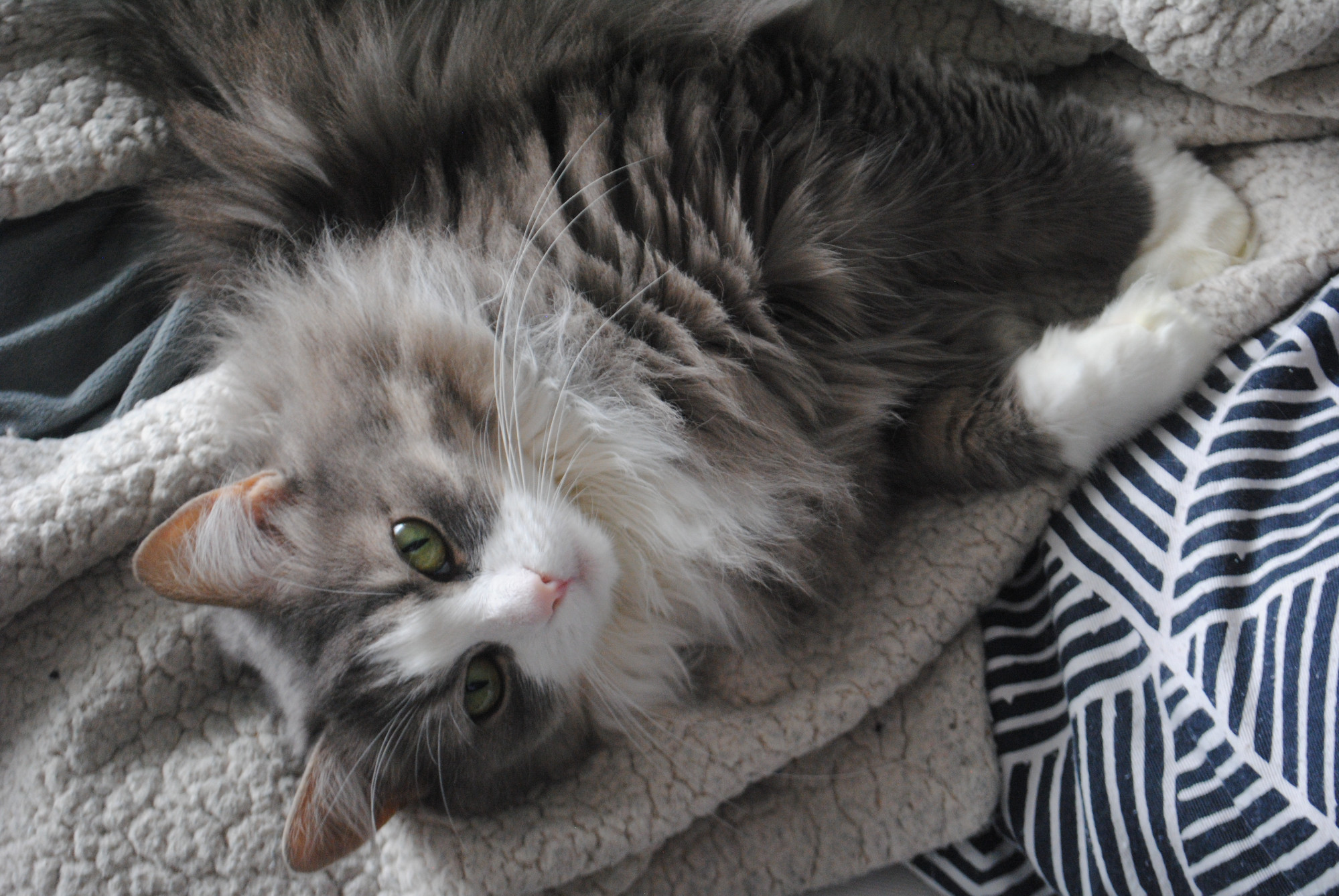 Grey and white fluffy cat lying on a blanket