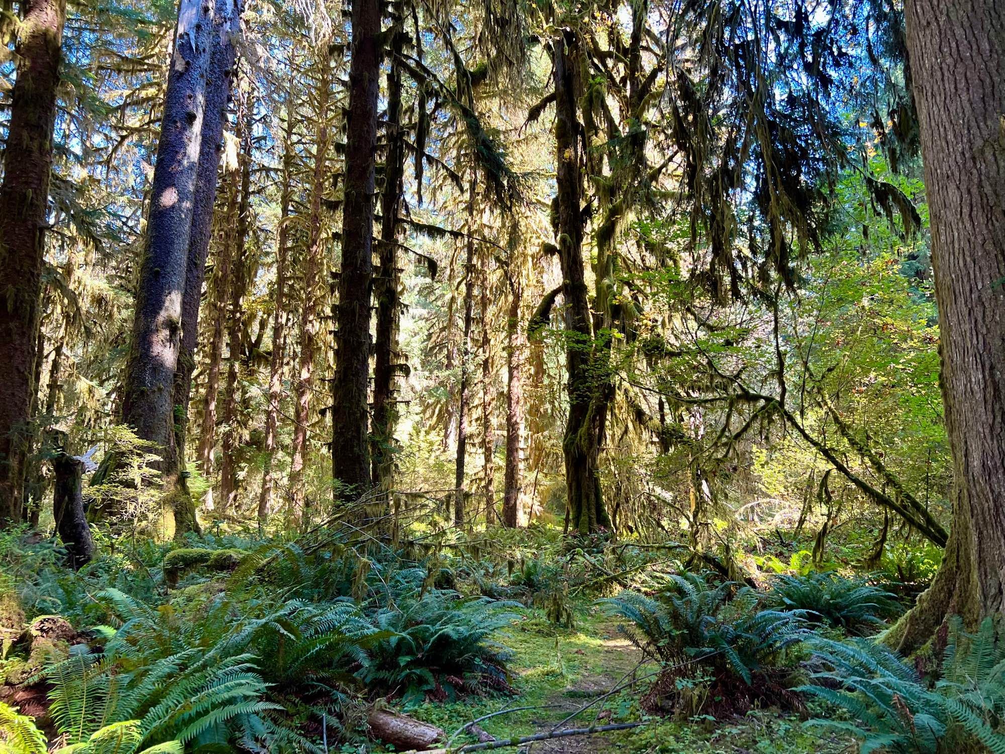 Mossy trees and ferns, Hoh Rainforest, Washington