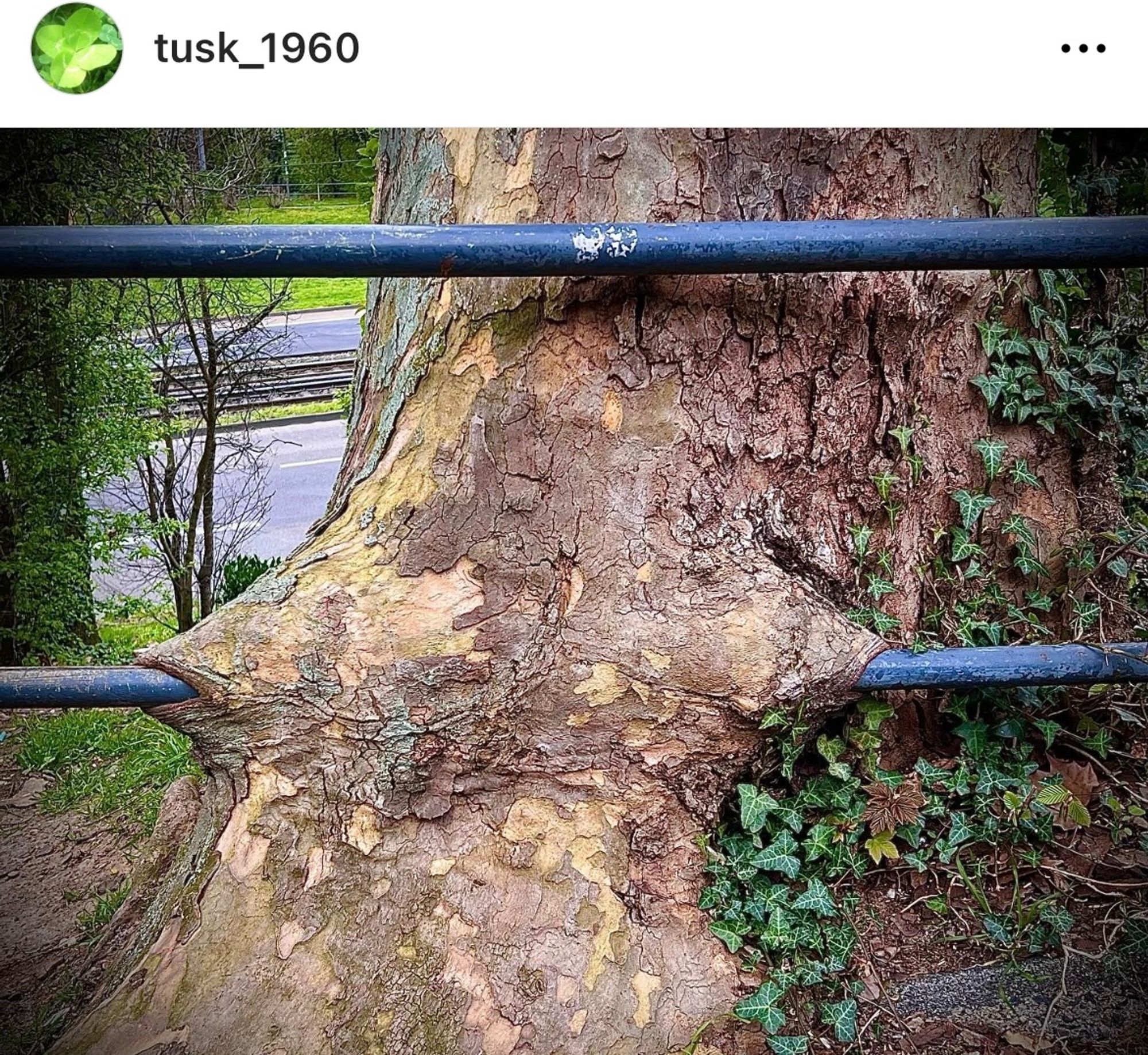 … zwei Geländer-Stangen… die untere davon wurde vom Baum dahinter vom Baumstamm “geschluckt”… der Baum hat die Stange auf ihrer Position quasi “toleriert” UND “integriert”…