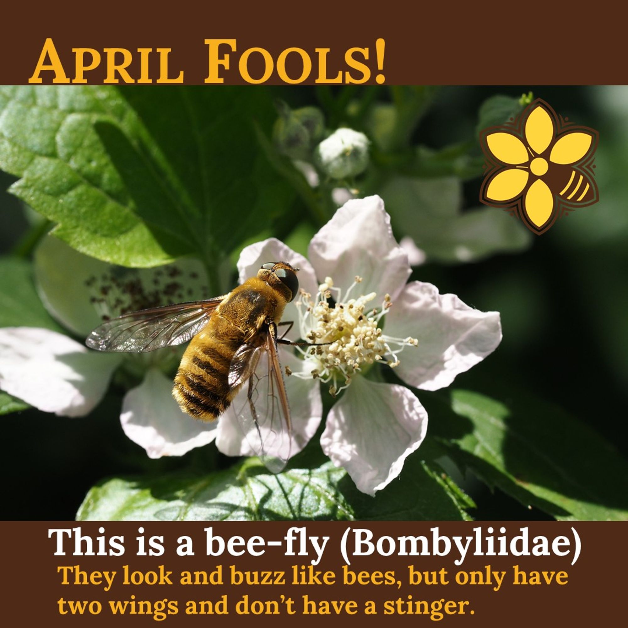 "April Fools!
This is a bee-fly (Bombyliidae). 
They look and buzz like bees, but only have two wings and don't have a stinger."