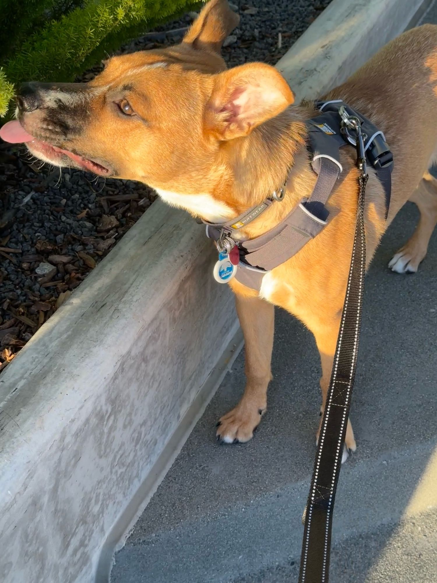 benoit blanc, a fawn-colored dog with a black muzzle and a white stripe down his face, his tongue sticking out about to make contact with a spiky green asparagus fern frond