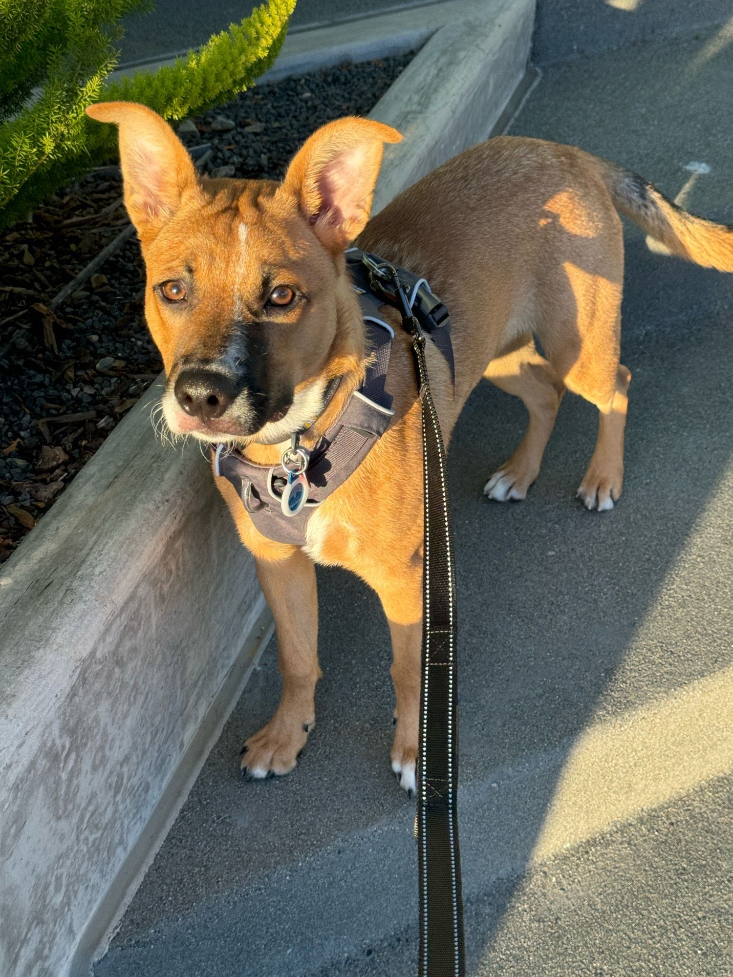 benoit blanc, a fawn-colored dog with a black muzzle and a white streak down his face gazes adoringly into the camera, his ears perked up with interest, bathed in radiant gold light from the setting sun