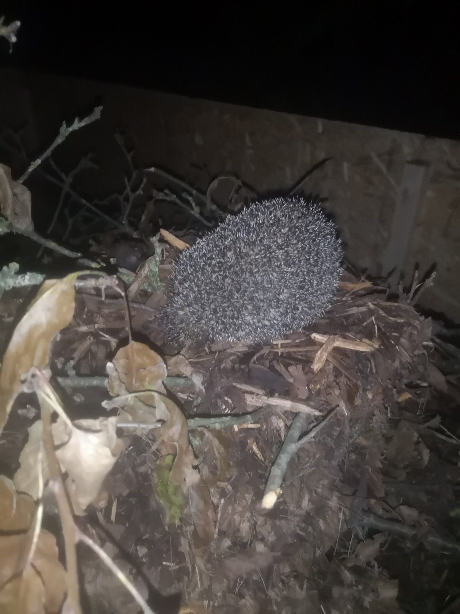 Ein Igel sitzt ganz oben auf einem Igelhaus, welches zusätzlich noch mit Ästen, Laub und Mulch bedeckt ist. Der Haufen ist insgesamt etwa 60 cm hoch.