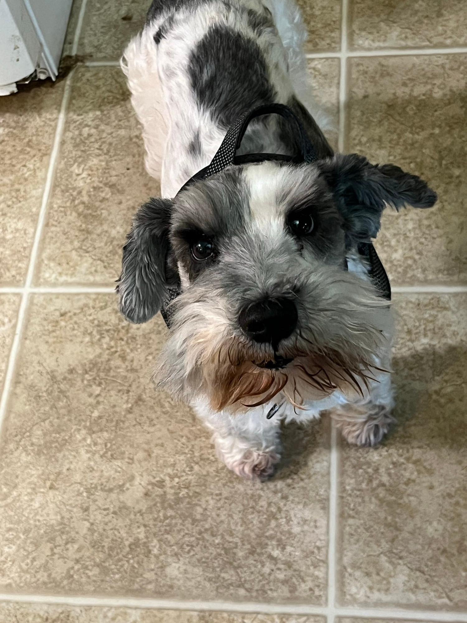 mini salt and pepper parti schnauzer looking up at the camera