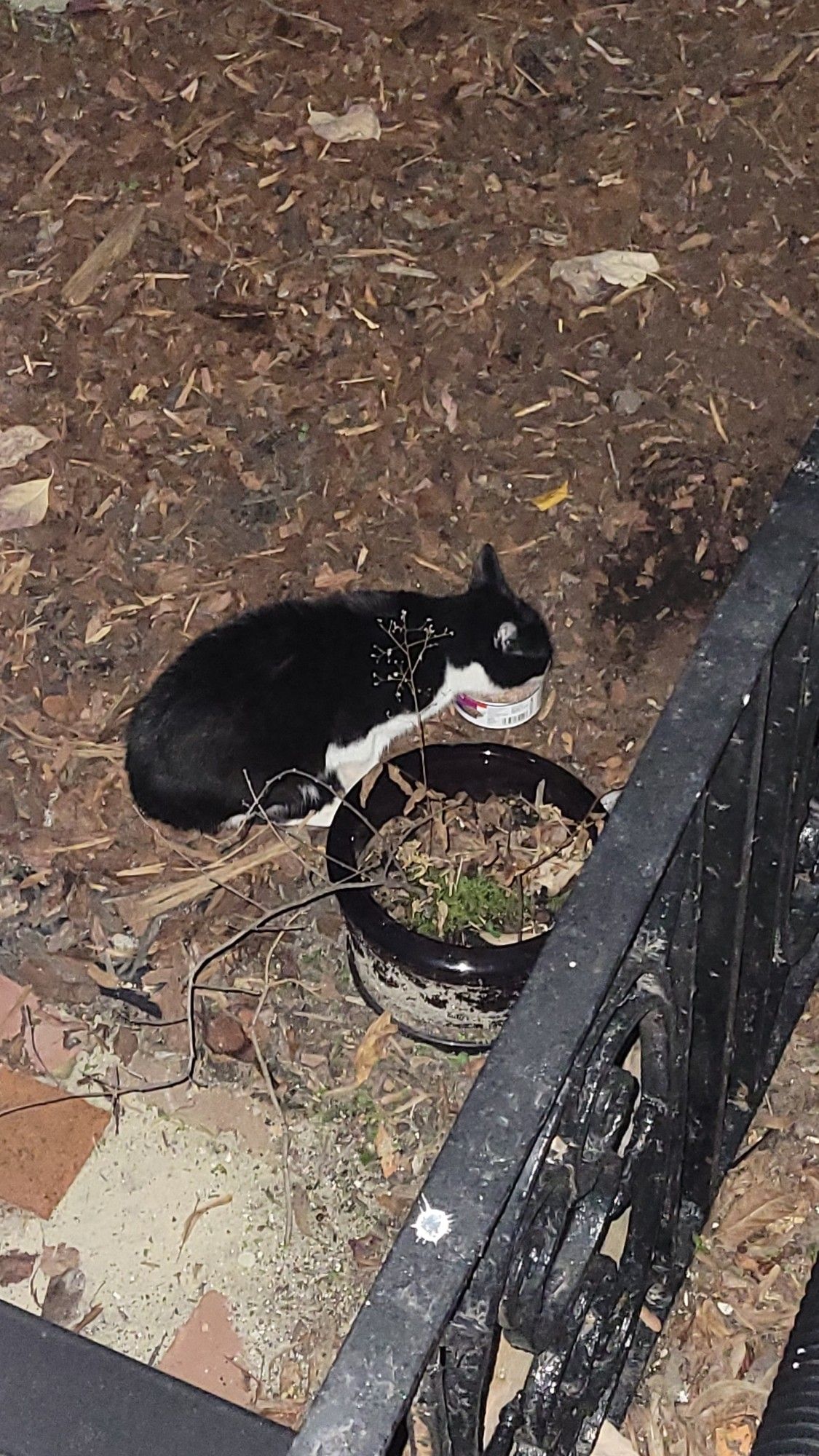 tiny black and white kitten eats wet food outside our front door