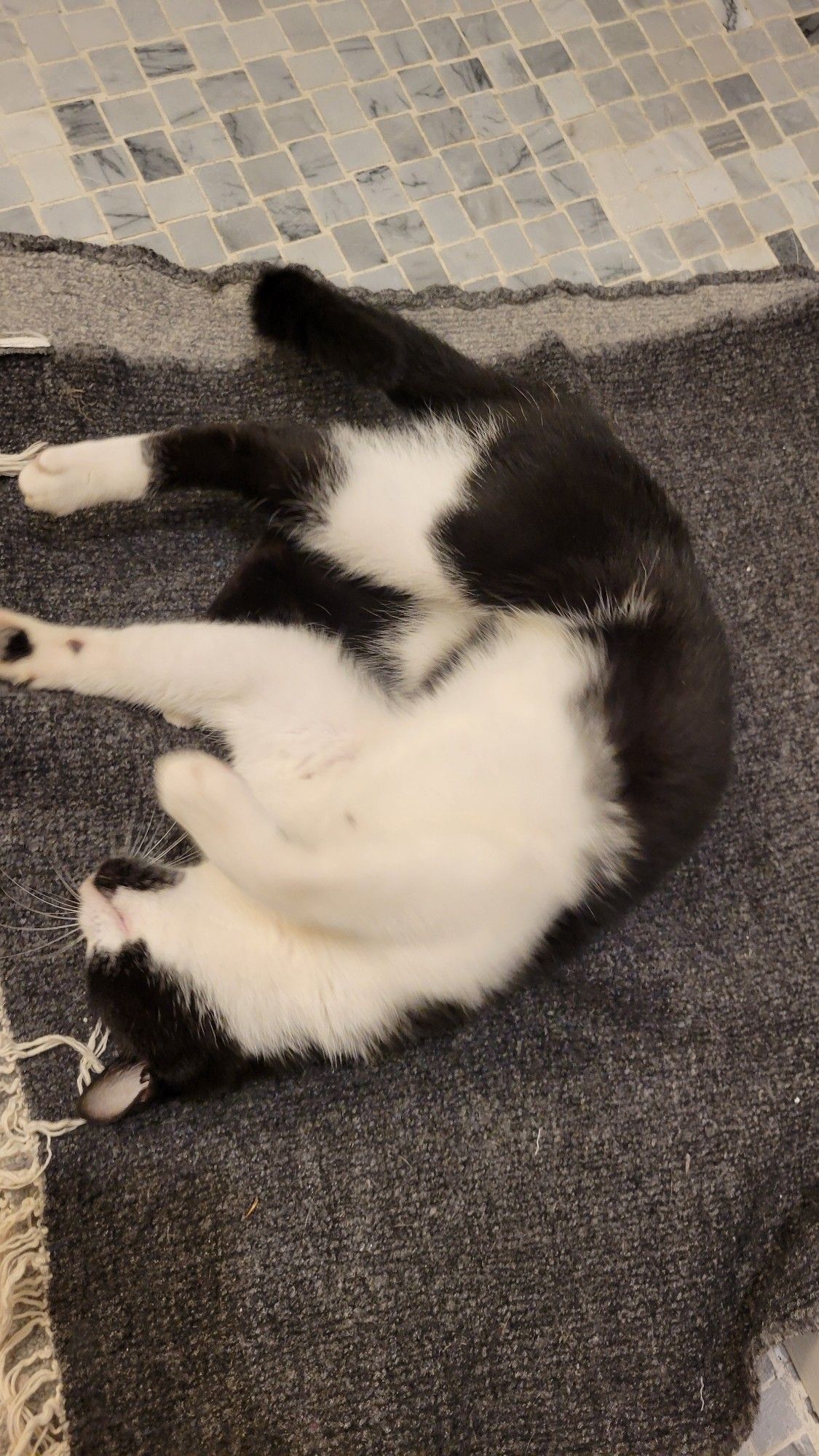 tiny black and white kitten rolls over to show her belly