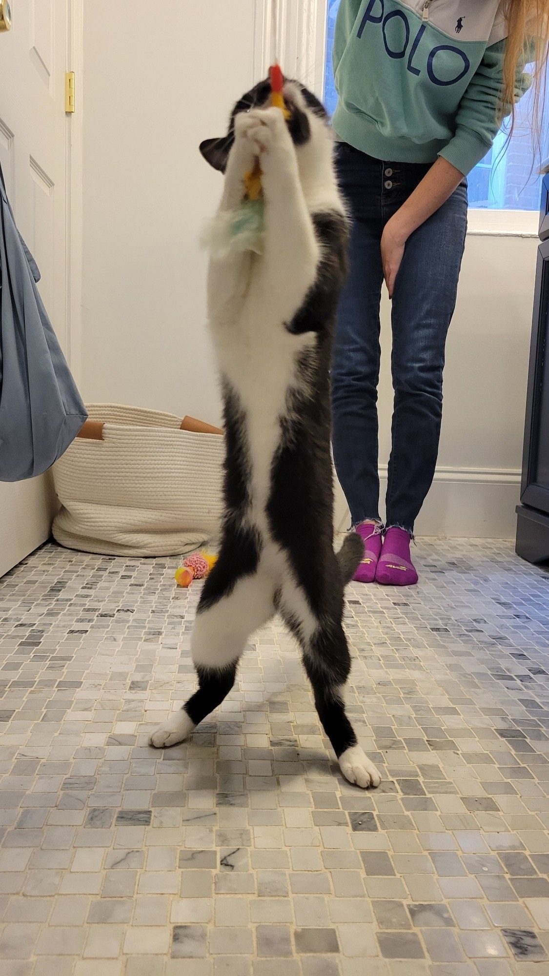 tiny black and white kitten plays with a wand toy, reaching high up for it