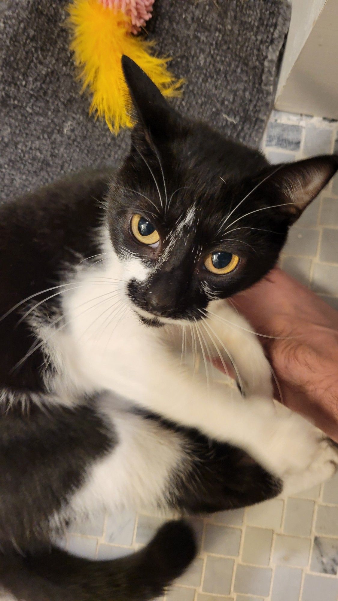 tiny black and white kitten looks at the camera demanding rubbings