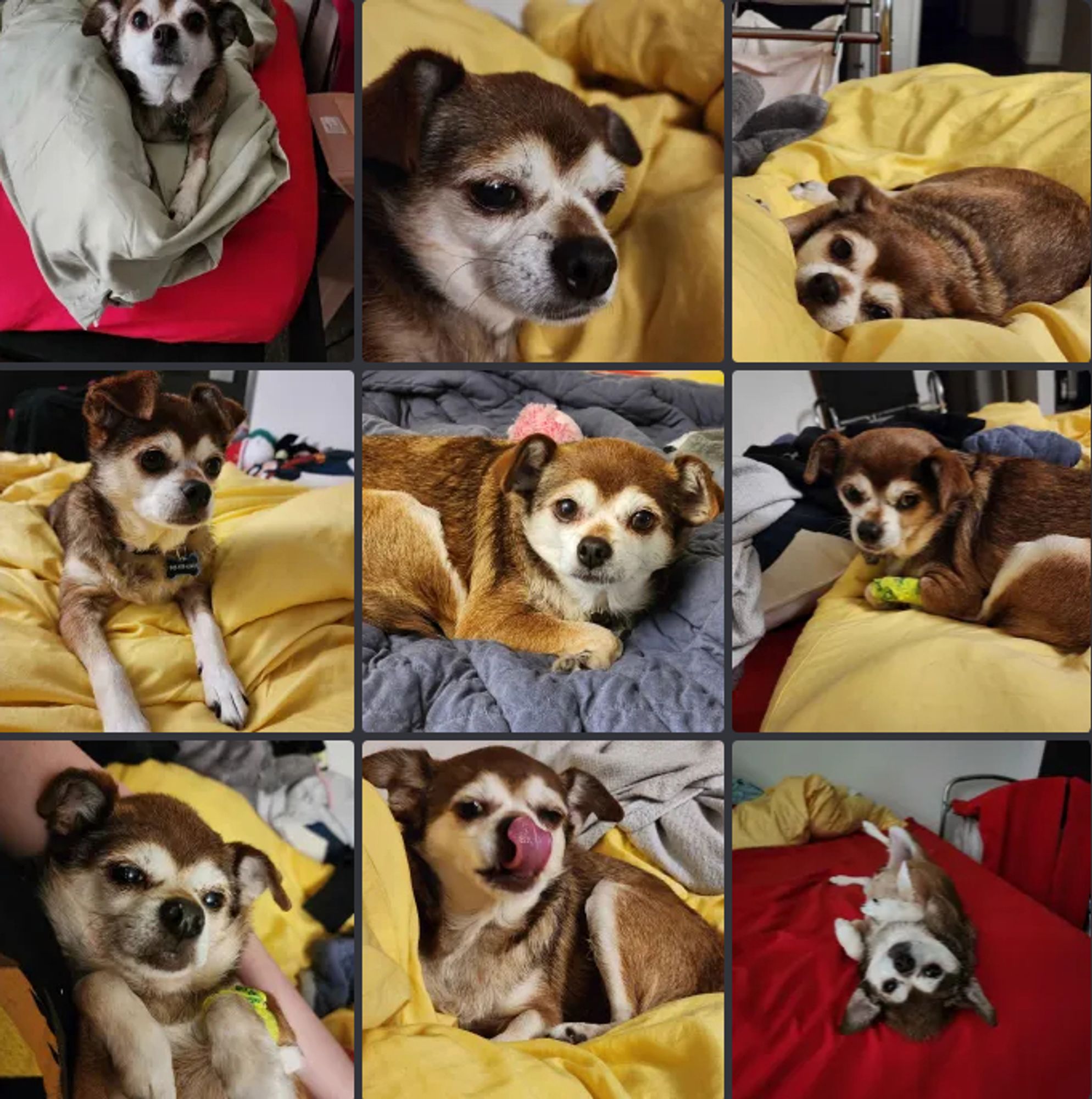 9 pictures of my 9 year old applehead chihuahua named Sweet Potato.