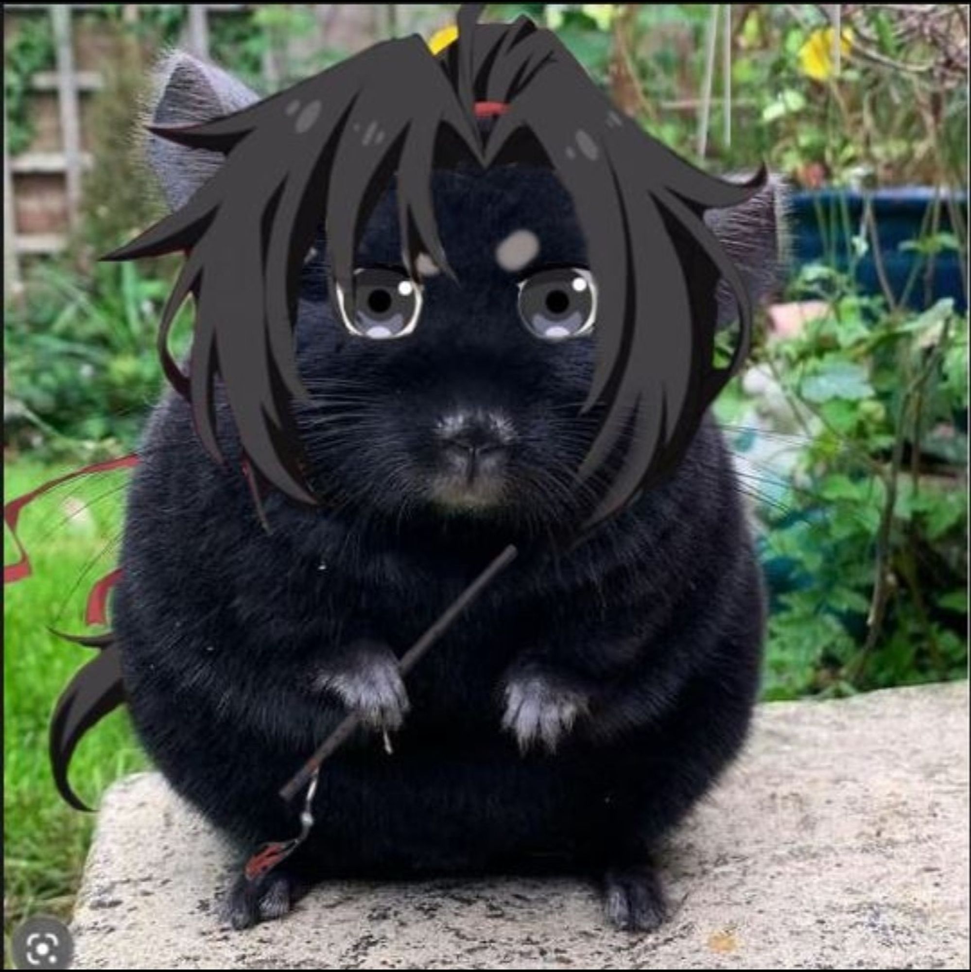 Chinchilla wwx. Chenqing in his right paw. Front fringe photoshoped in the front with a ponytail in the middle, eyes also. End of ponytail can be seen to the low right with tails of the red ribbon. All pieces grabbed from animated series. Eyebrows drawn in digitally