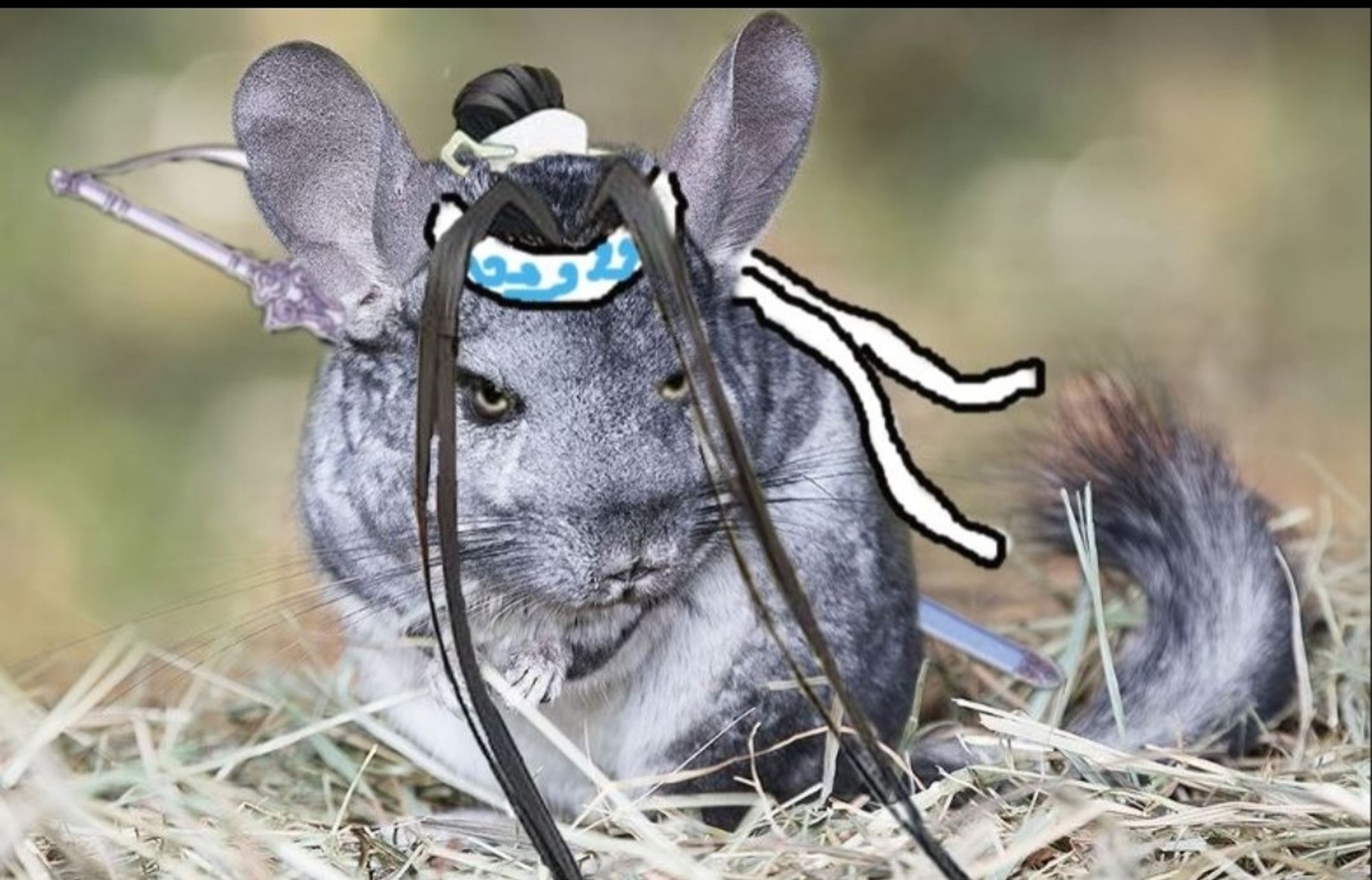 Chinchilla lwj. Bichen on his back: sword hilt to the right and end of sword to the left. Bun and jade hair piece at top of head, tendril fringe in front, yellow eyes glaring all photoshoped in. Pieces grabbed from animated series. Forehead ribbon crudely drawn in. Ends of ribbon to the left also drawn