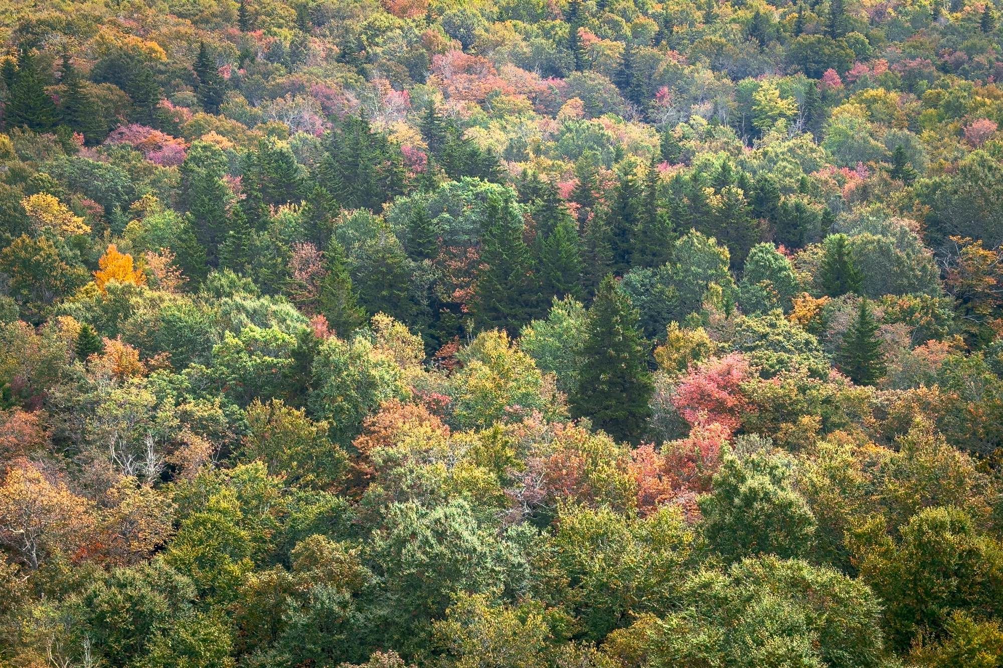 Photo showing a forest from an elevated viewpoint. Some of the deciduous trees are beginning to turn color.