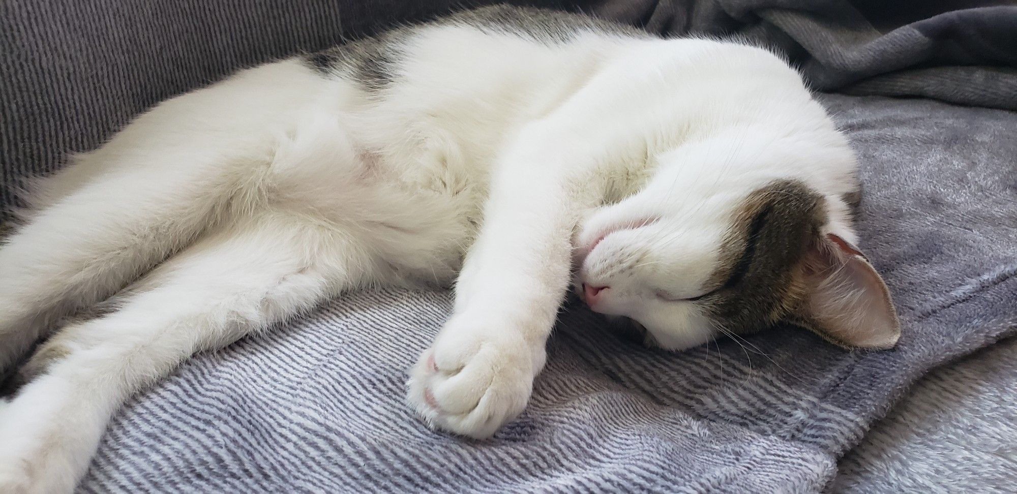 Quentin the kitten blissfully sleeping on a fuzzy gray throw blanket