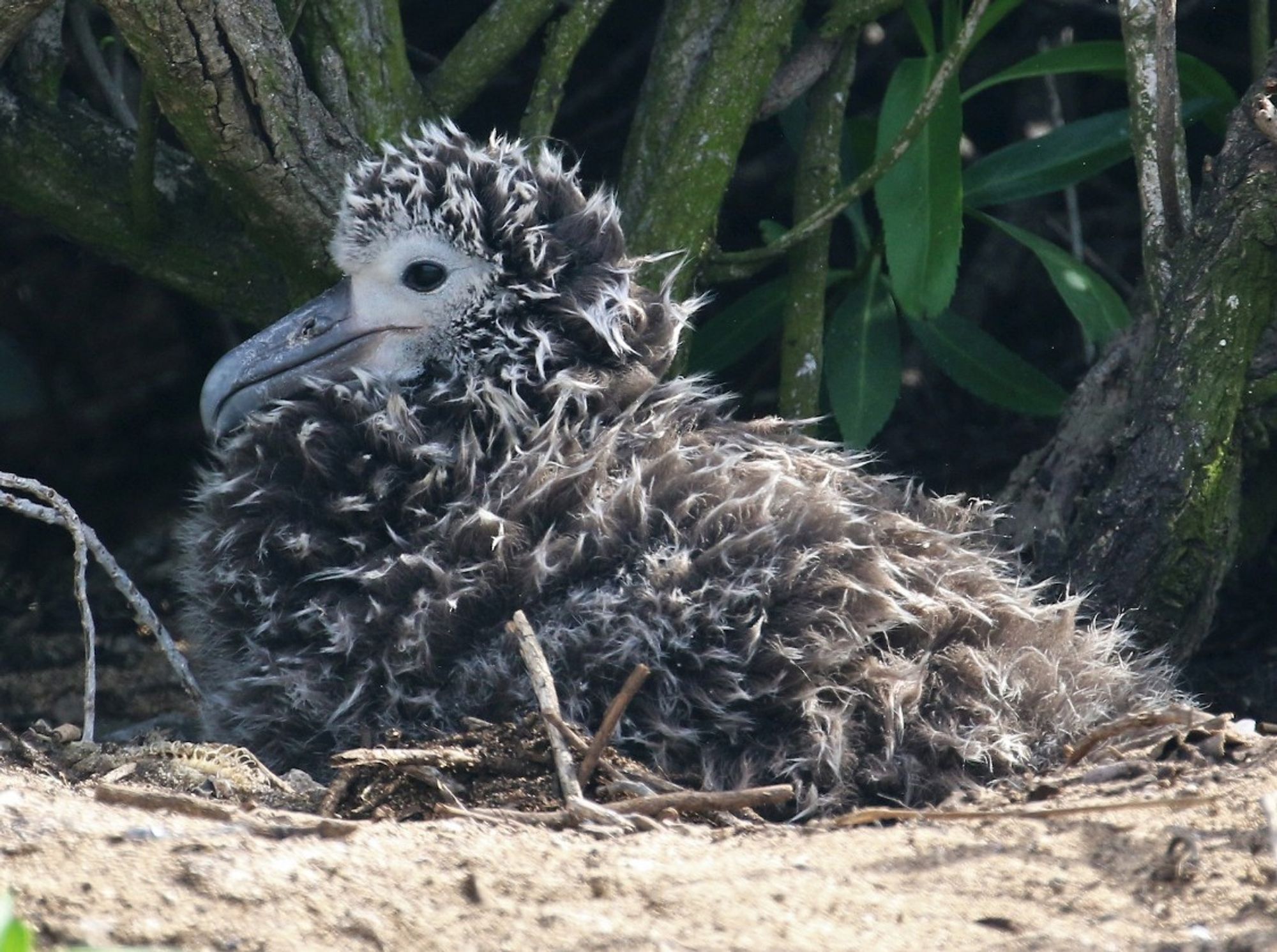 Laysan albatross chick