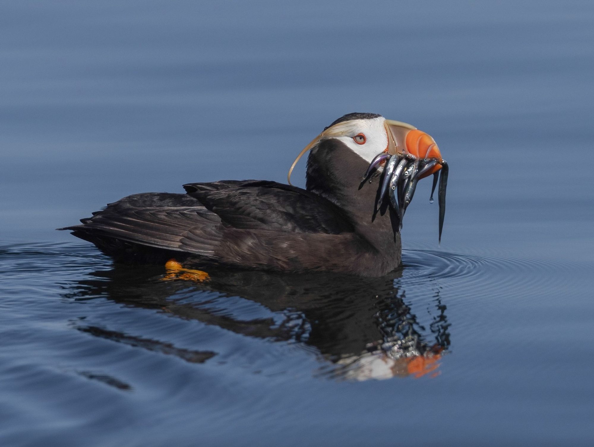 A tufted puffin on the water holding many fish in its bill.