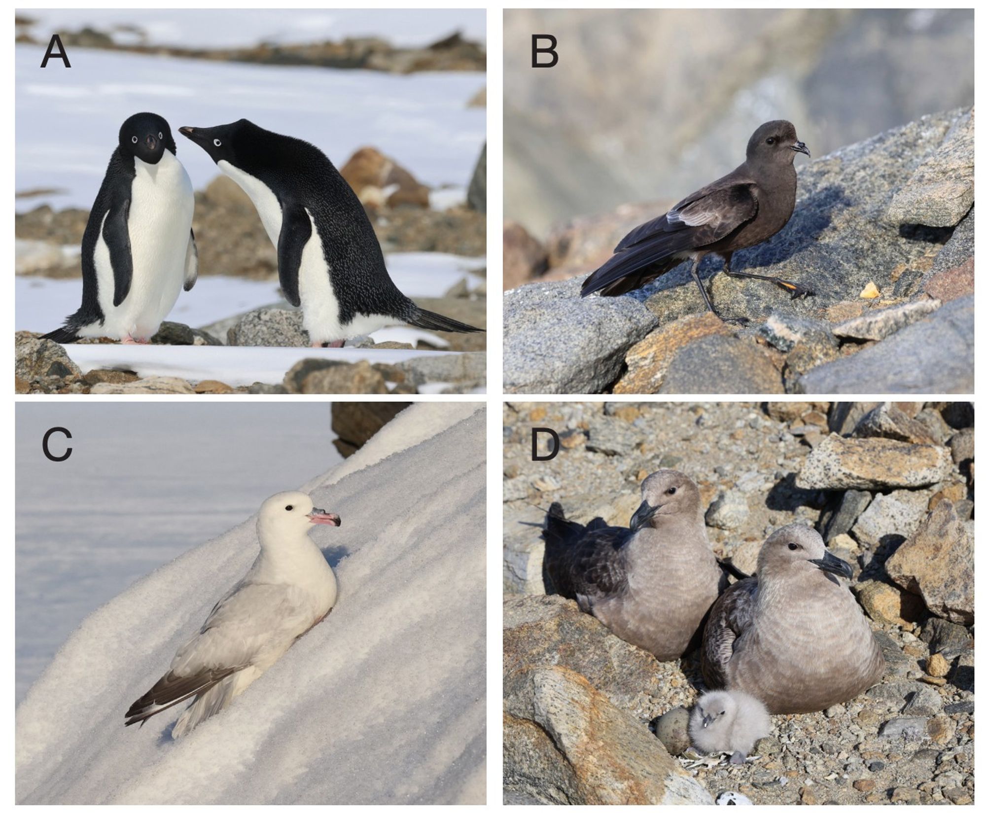 4 pictures of seabirds seen at Schirmacher Oasis: Adelie penguin,Wilson's storm-petrel, Southern fulmar, and South Polar skua