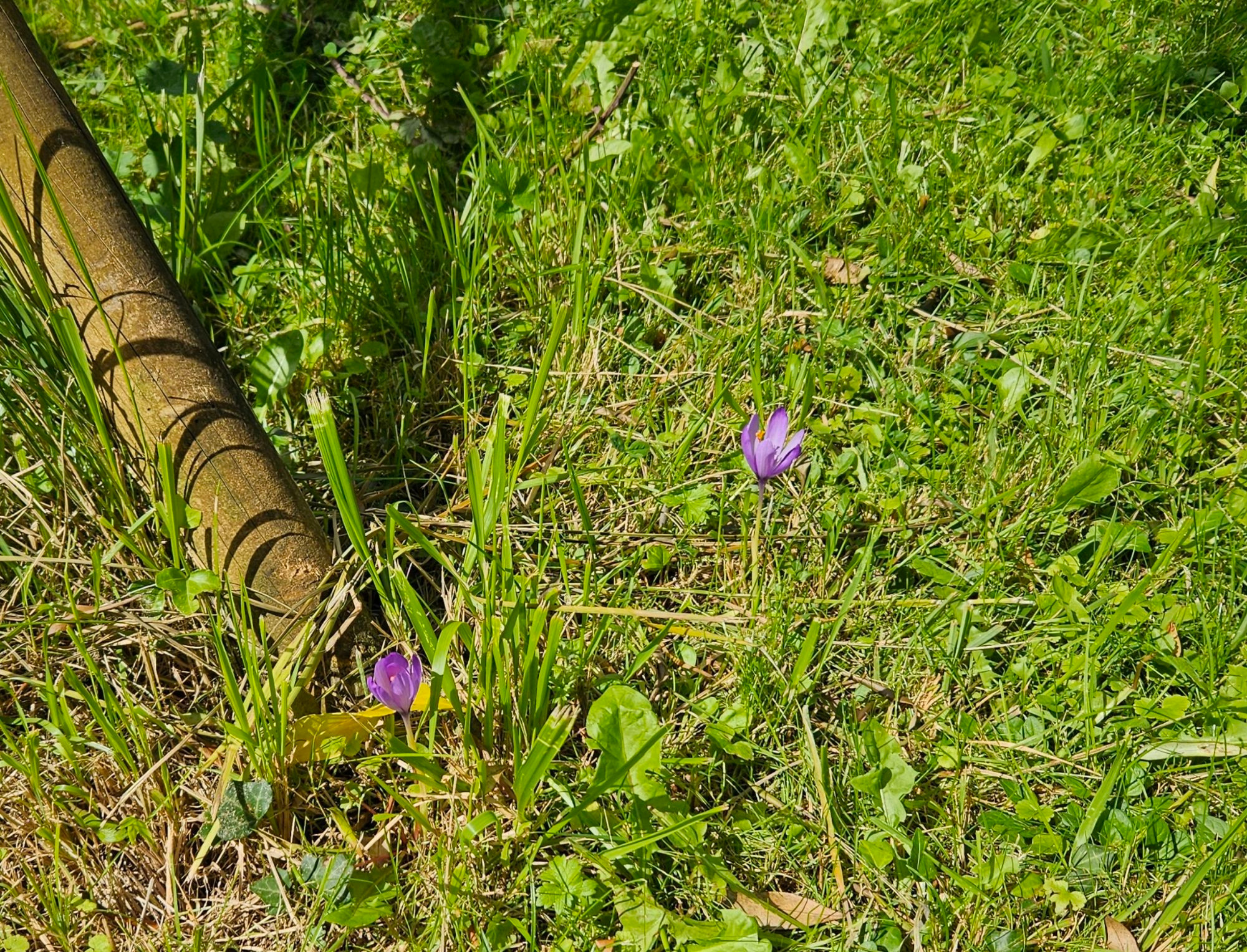 Colchicum