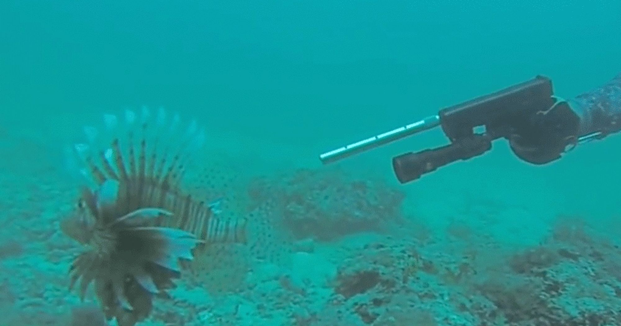 Lionfish being culled with a modified Glock