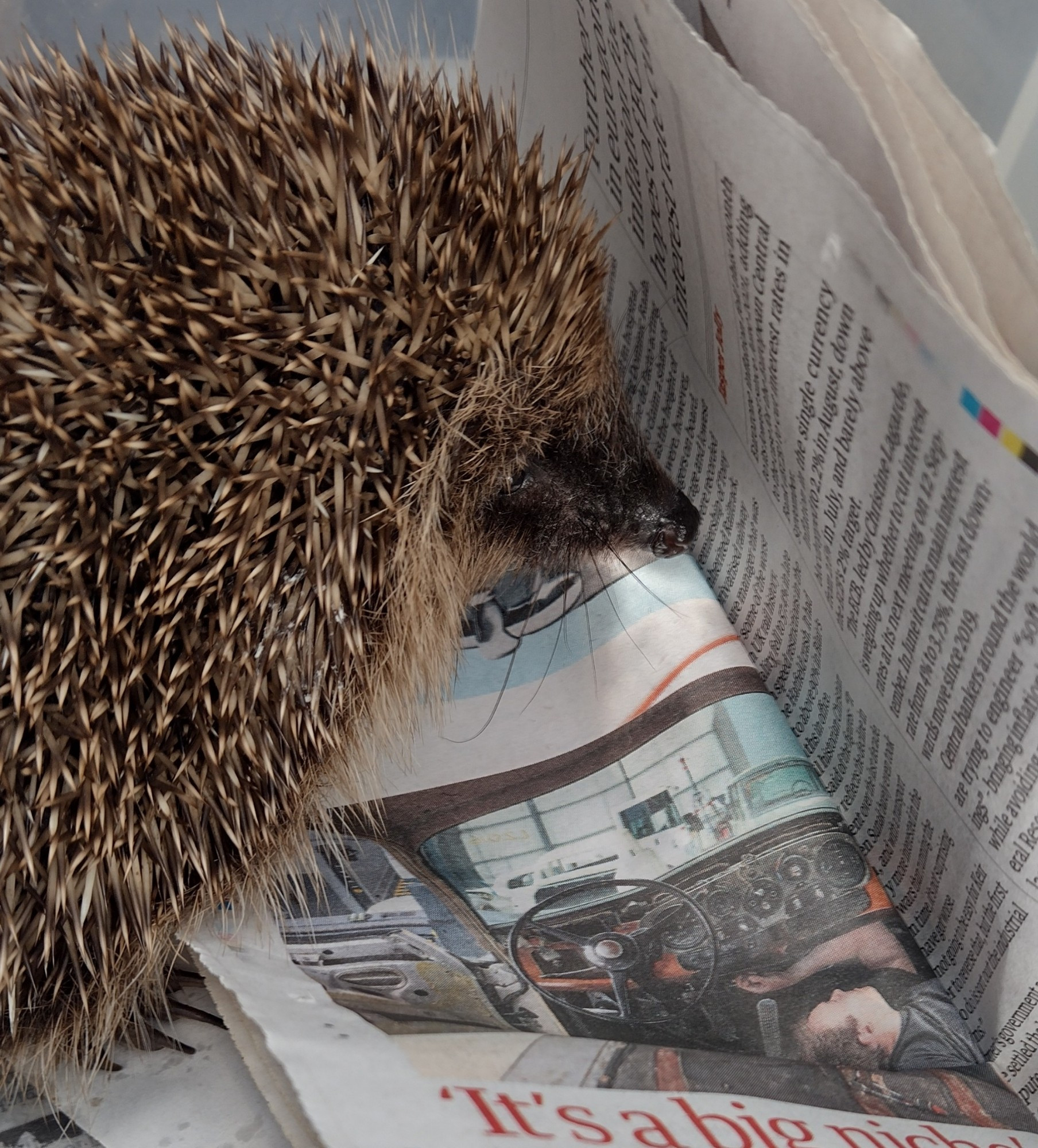 Image of hedgehog looking at newspaper.