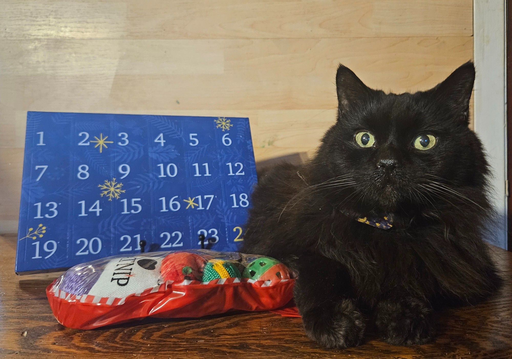 A black cat with green eyes sitting next to an advent calendar.